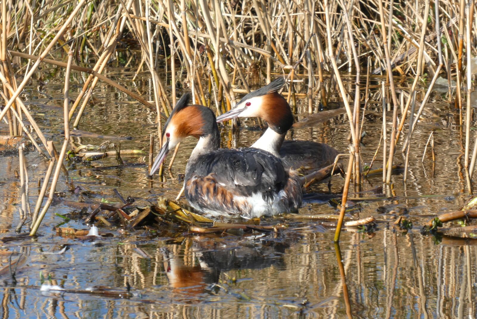 Panasonic Lumix DC-ZS70 (Lumix DC-TZ90) sample photo. Grebe, nest building, ditch photography