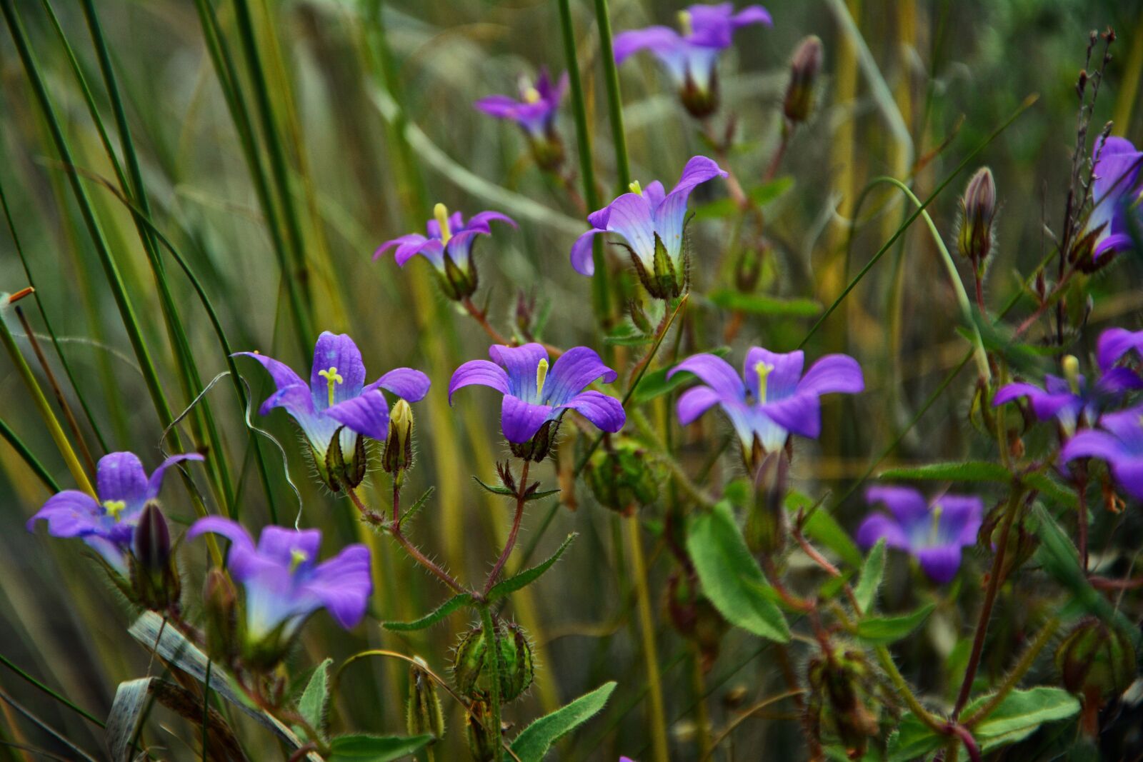 Nikon D7100 sample photo. Wildflowers, the bluebells, spring photography