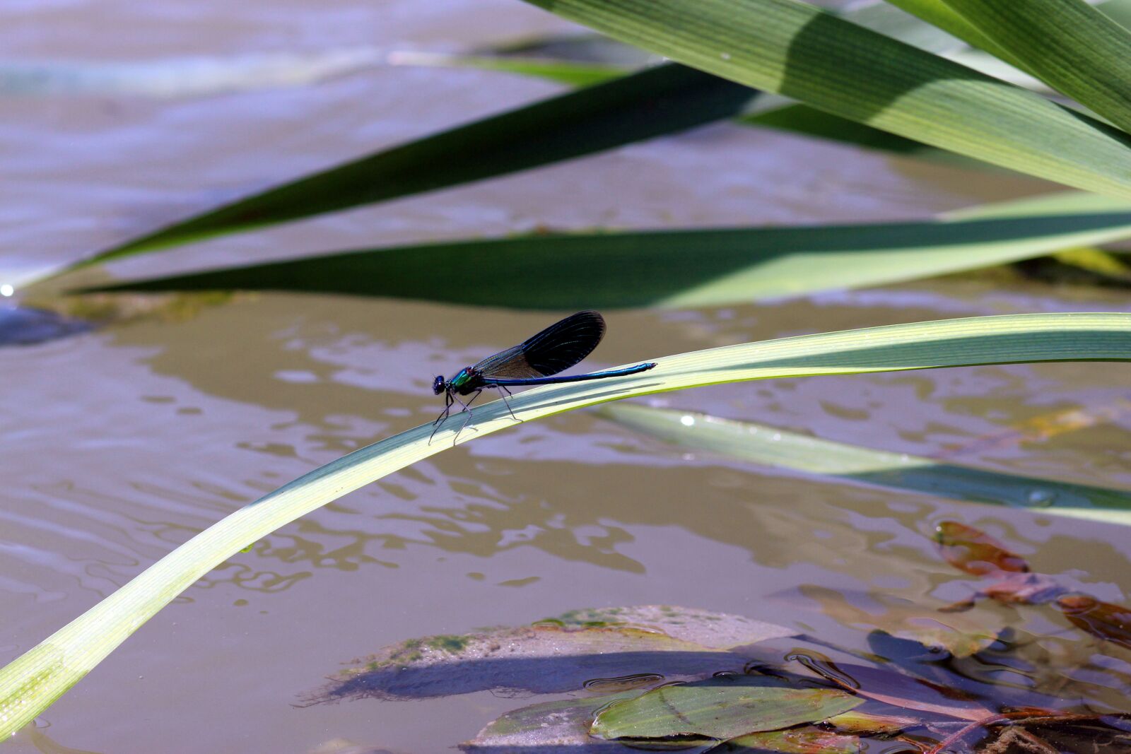 Canon EOS 700D (EOS Rebel T5i / EOS Kiss X7i) + Canon EF 85mm F1.8 USM sample photo. Dragonfly, leaf, water photography