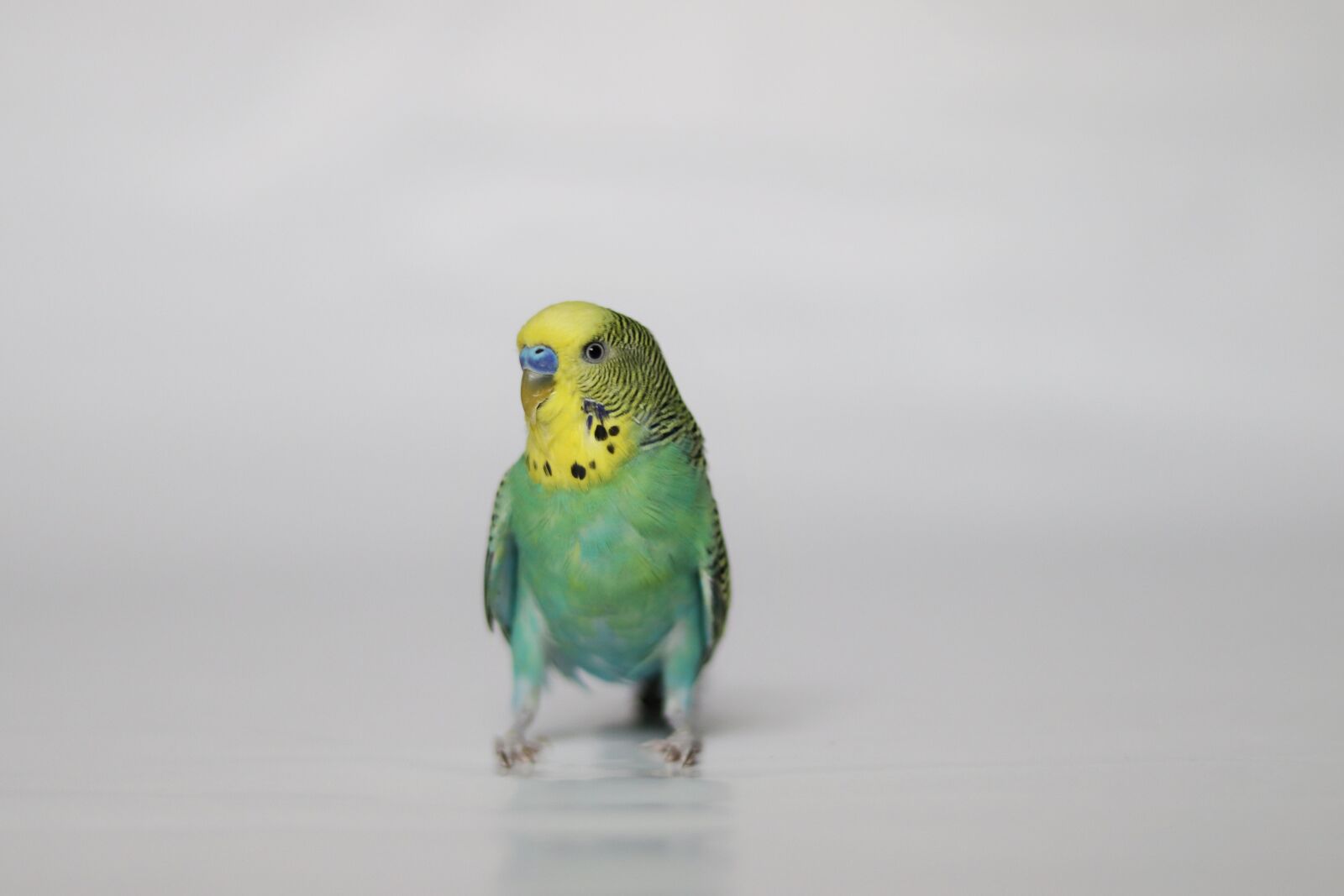Canon EOS 77D (EOS 9000D / EOS 770D) + Canon EF 50mm F1.8 STM sample photo. Parakeet, pet, bird photography