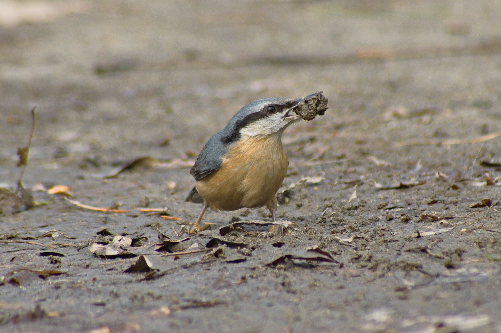 Pentax K-3 II sample photo. Bird, nuthatch, nature photography