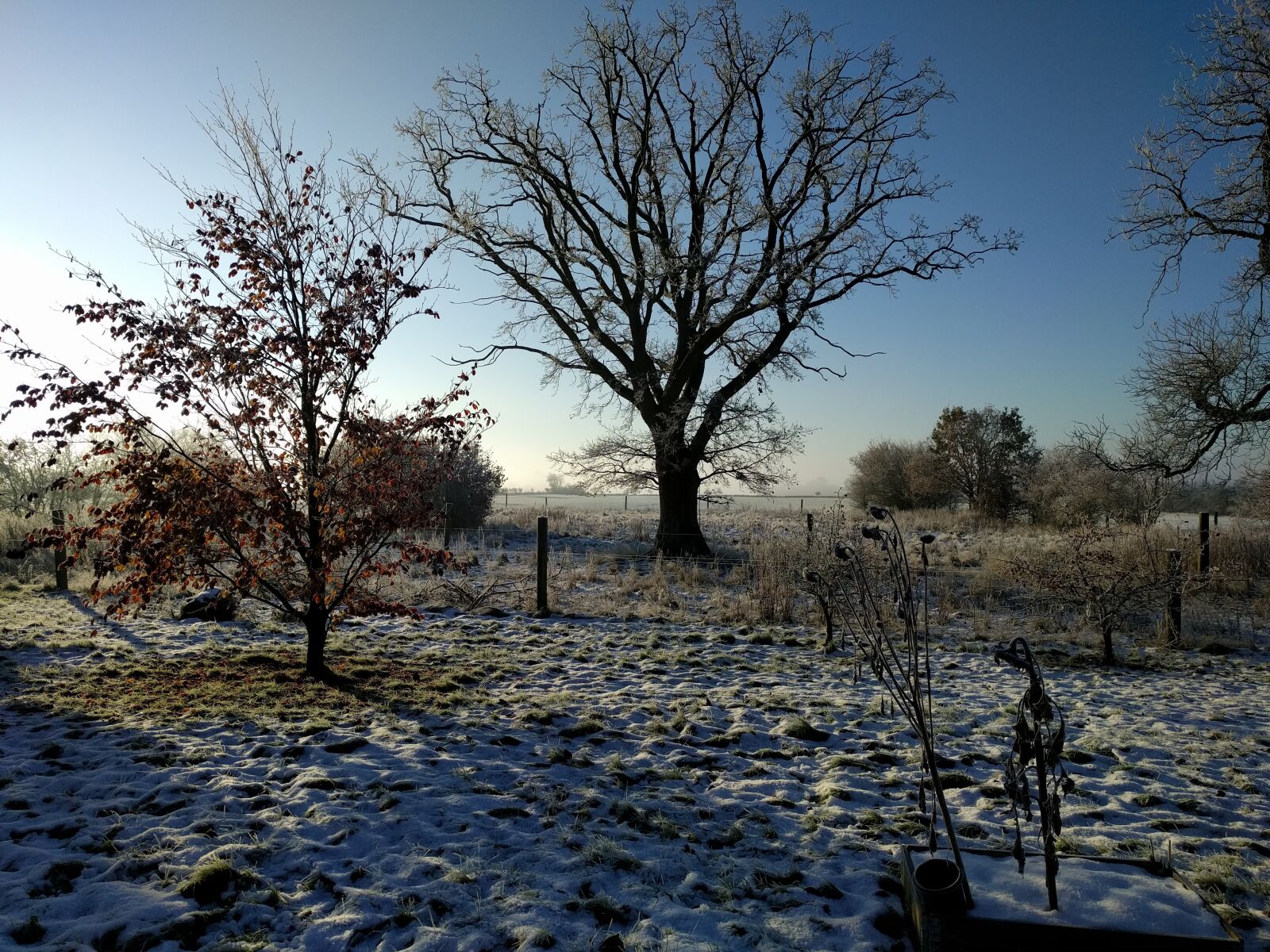 LG Nexus 5X sample photo. Horizon, winter, wood photography