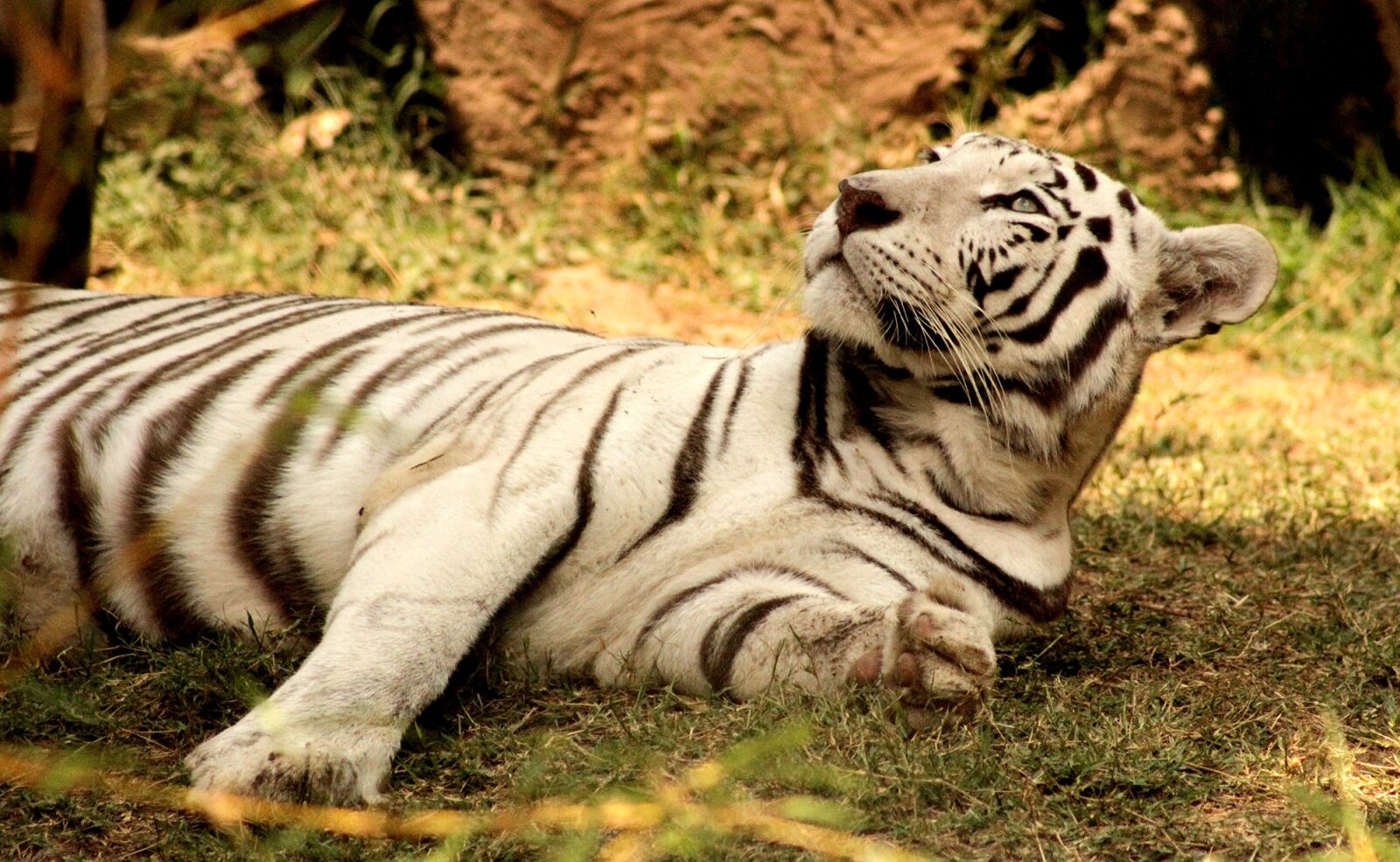 Canon EOS 7D sample photo. Tiger, animals, zoo photography