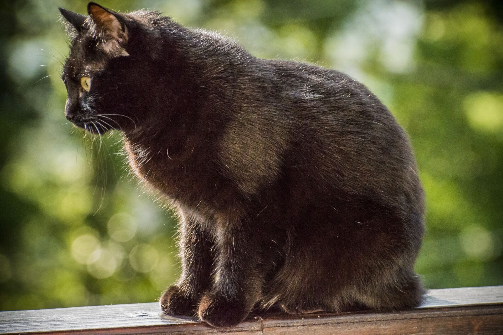 Nikon D800 sample photo. Cat, black, domestic photography