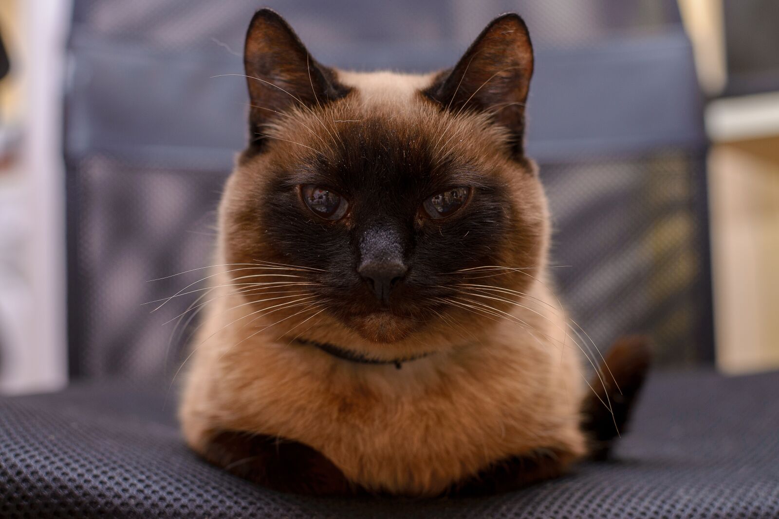 Nikon D610 sample photo. Pet, portrait, cute photography