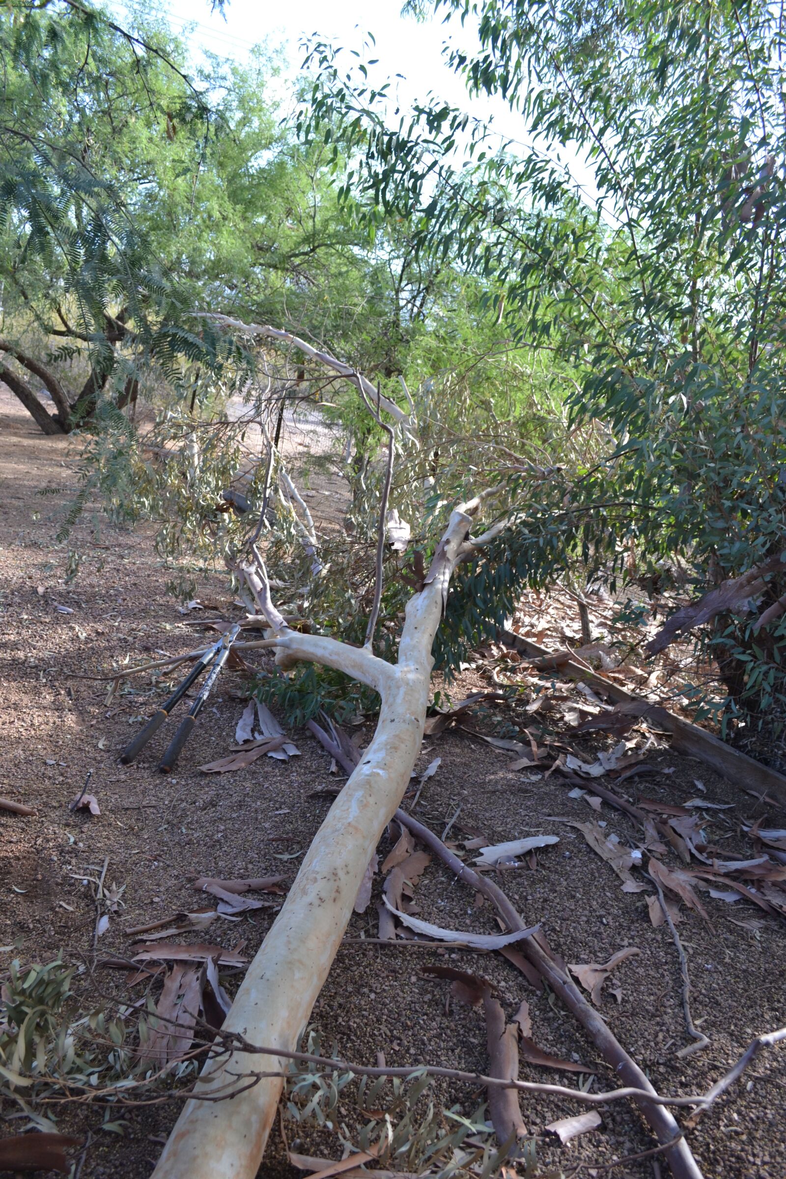 Nikon D3100 sample photo. Tree, eucalyptus, branch photography