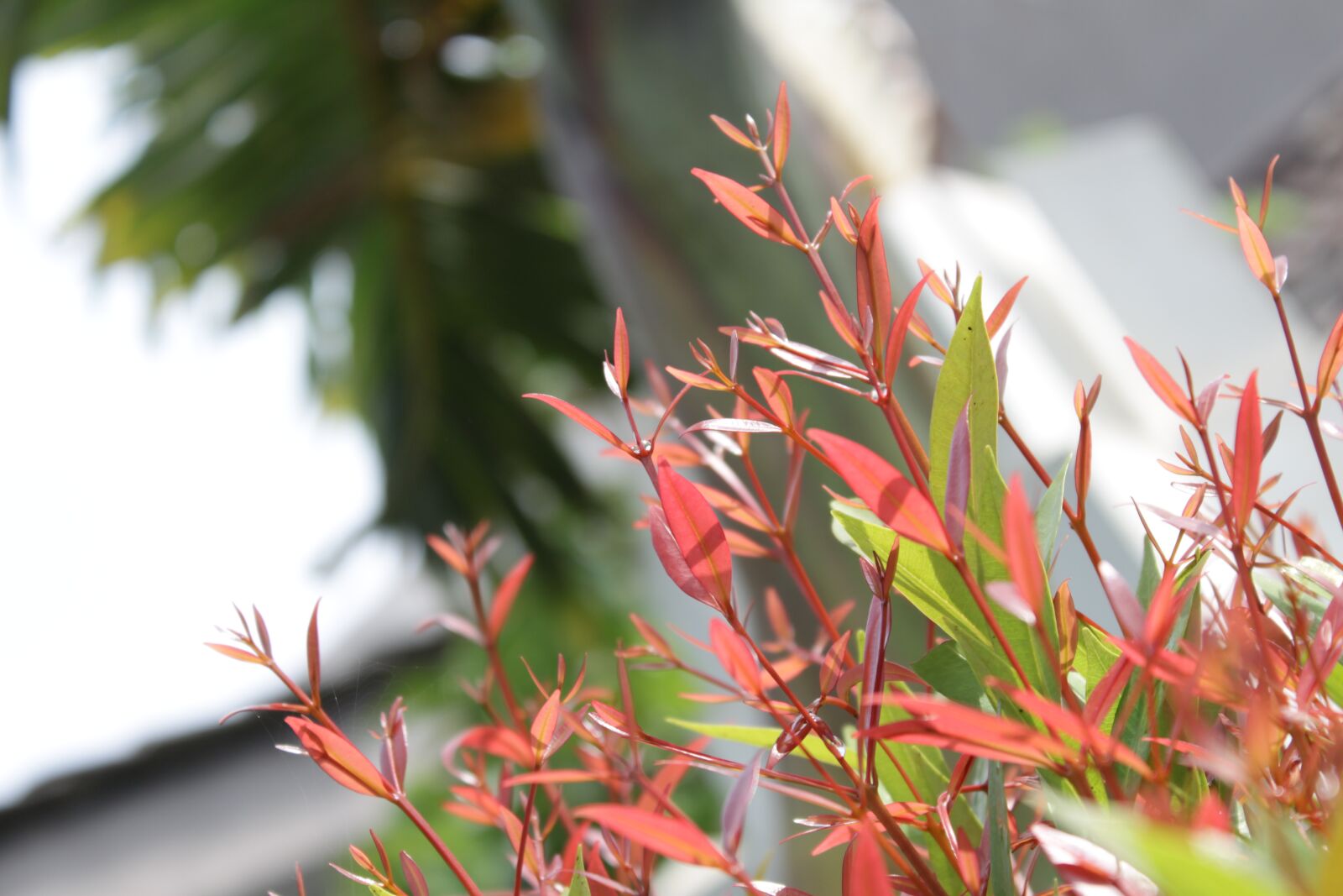 Canon EOS 500D (EOS Rebel T1i / EOS Kiss X3) sample photo. Leaf, foliage, botanical photography