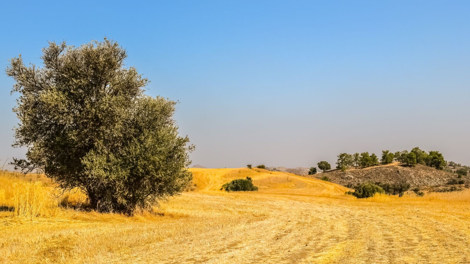 Nikon D3300 sample photo. Trees, meadow, landscape photography