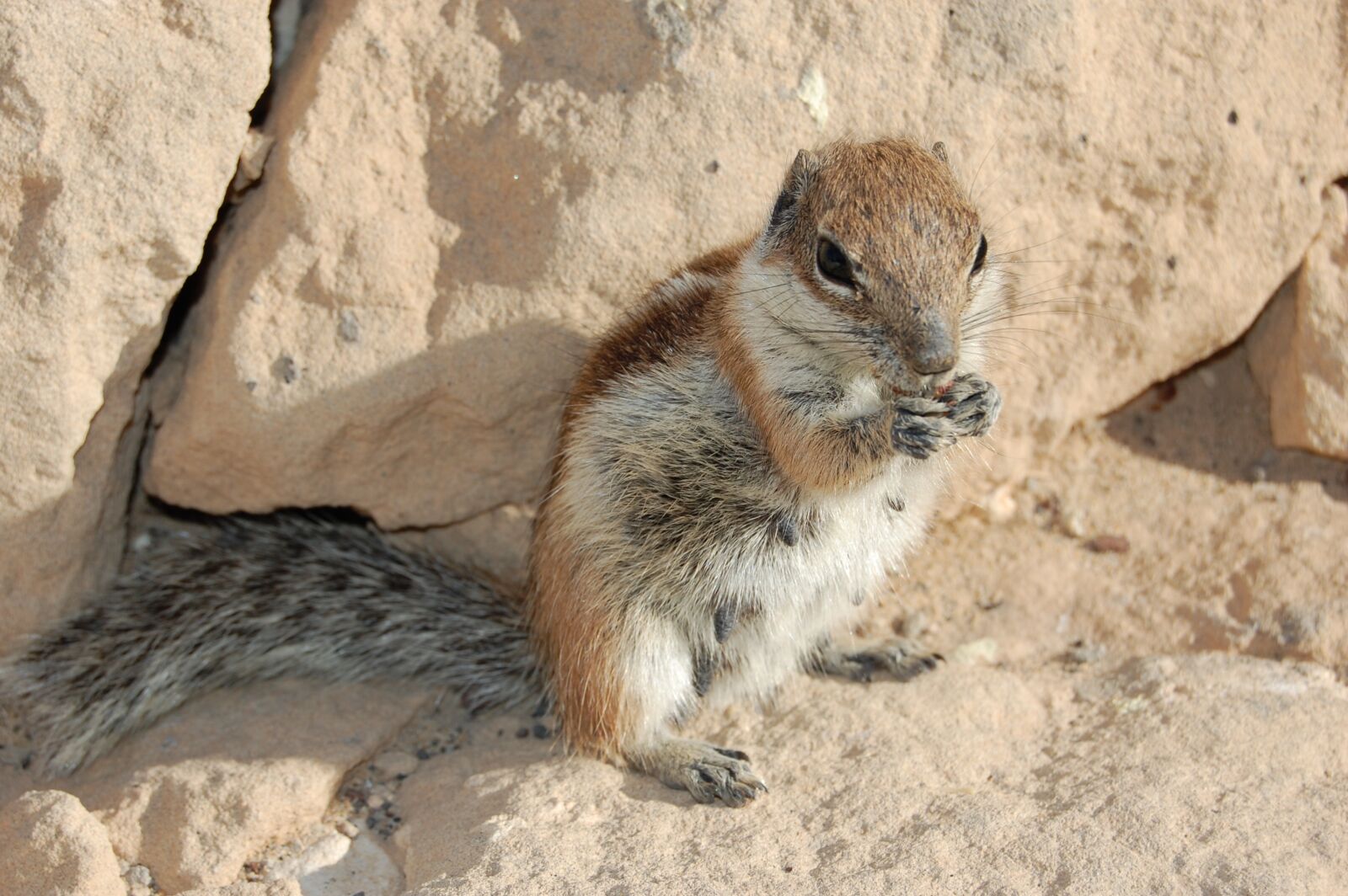Nikon D40 sample photo. The squirrel, feurteventura, rodent photography