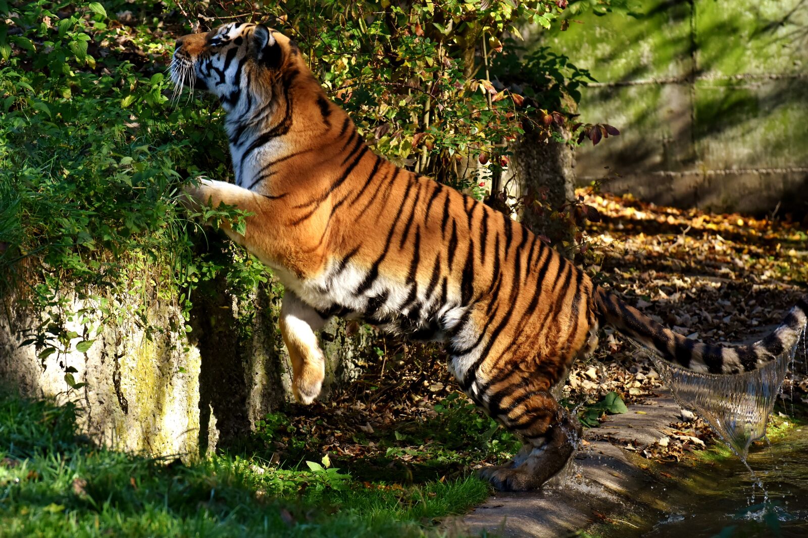Nikon D7200 sample photo. Tiger, predator, water coat photography