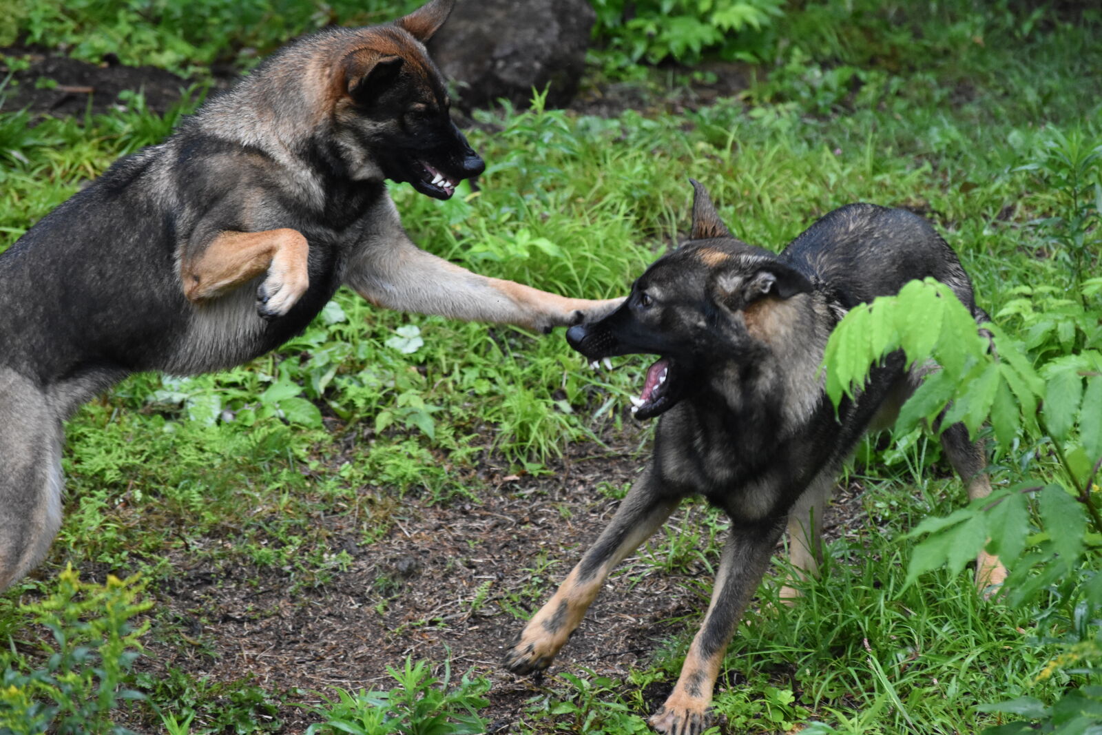 Nikon D5500 sample photo. Dog, fight, german, shepherd photography