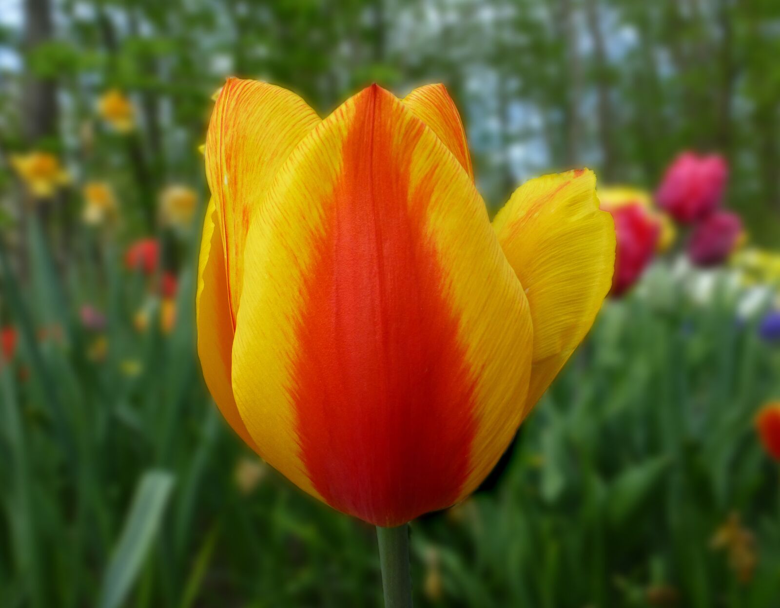 Panasonic DMC-TZ31 sample photo. Tulip, bi color, spring photography