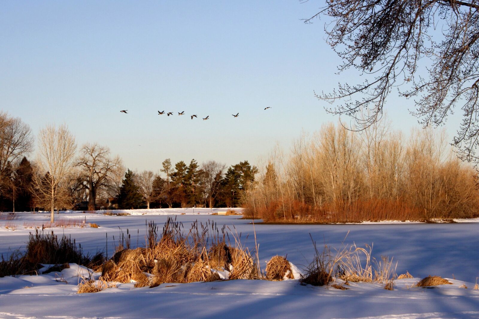 f/3.5-5.6 IS sample photo. Geese flying, frozen, lake photography
