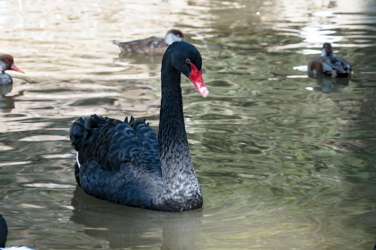 Nikon D90 sample photo. Black swan, lake, swan photography