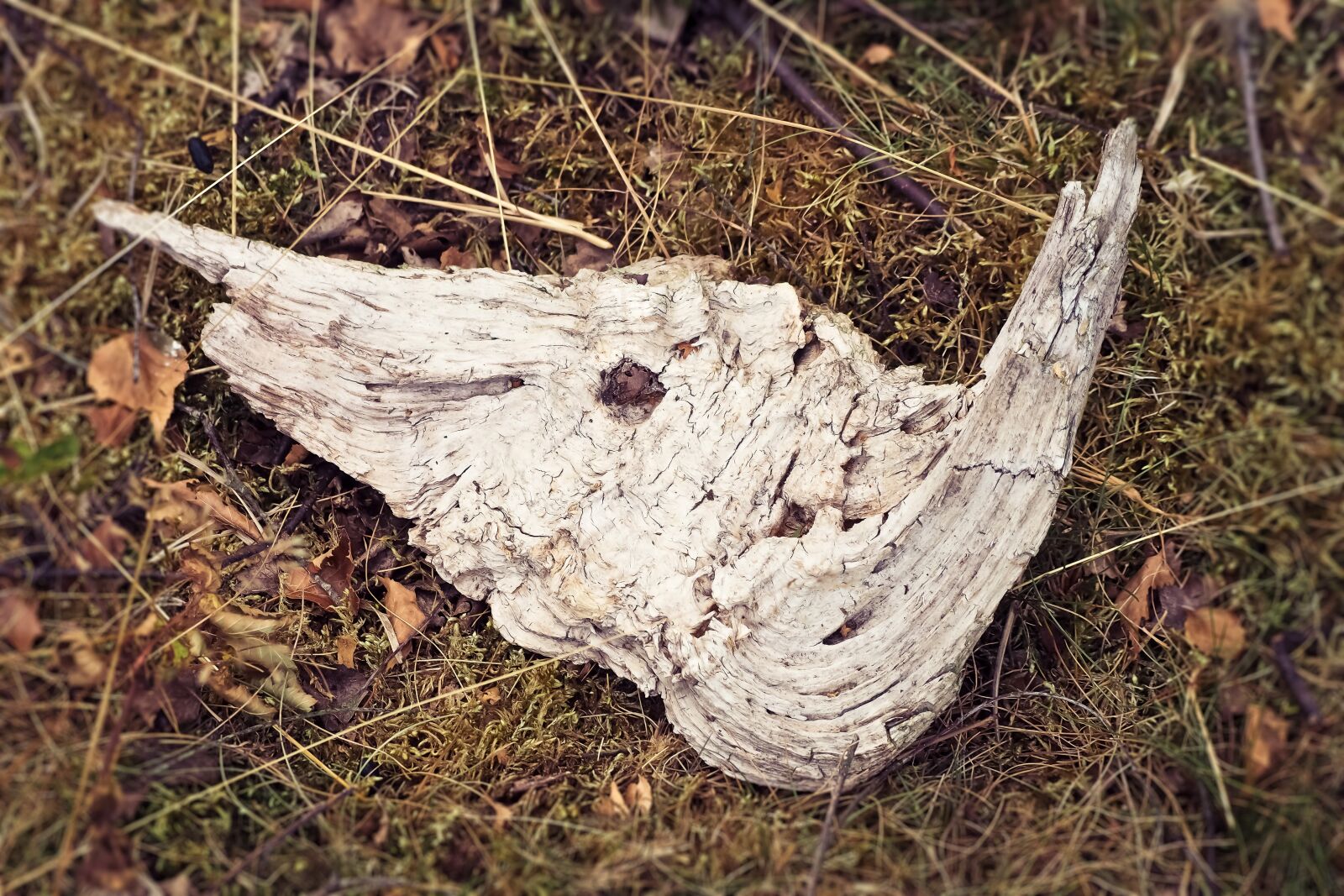 Olympus OM-D E-M10 sample photo. Wood, old, nature photography