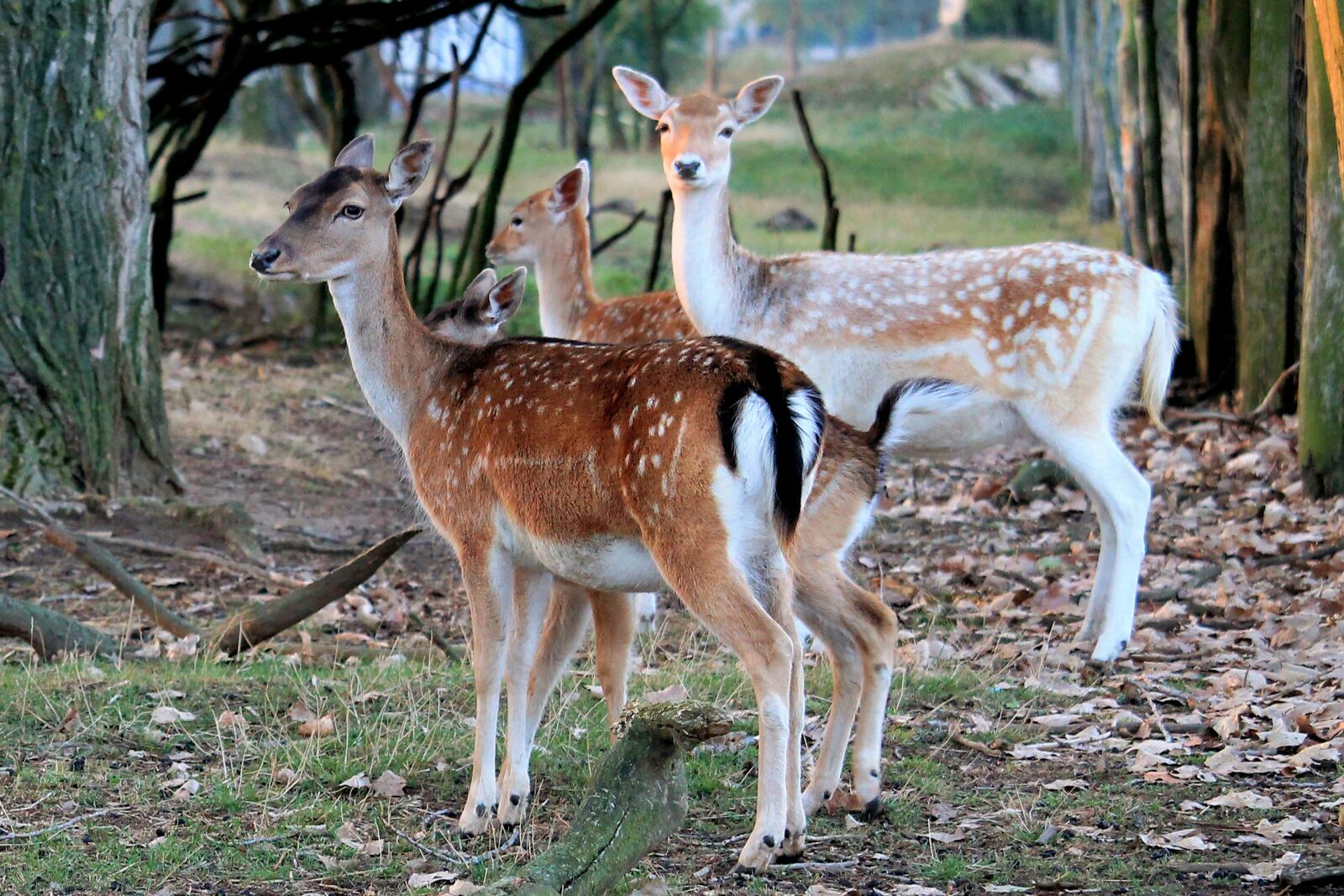 Canon EF-S 55-250mm F4-5.6 IS STM sample photo. Deer, wild, fallow deer photography