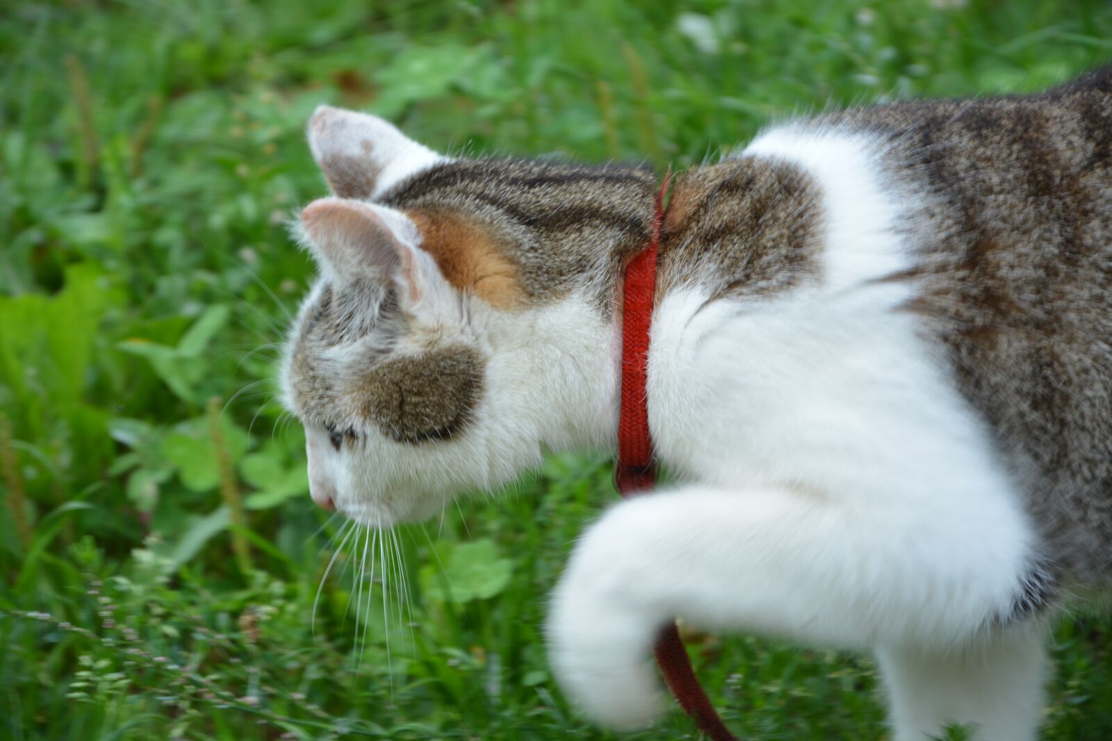 Nikon D5200 sample photo. Cat, hunt, look for photography