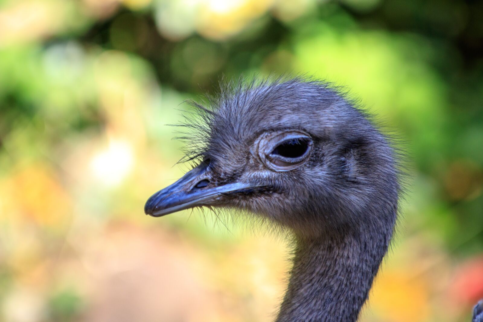 Canon EOS 80D sample photo. Emu, bouquet, animal photography