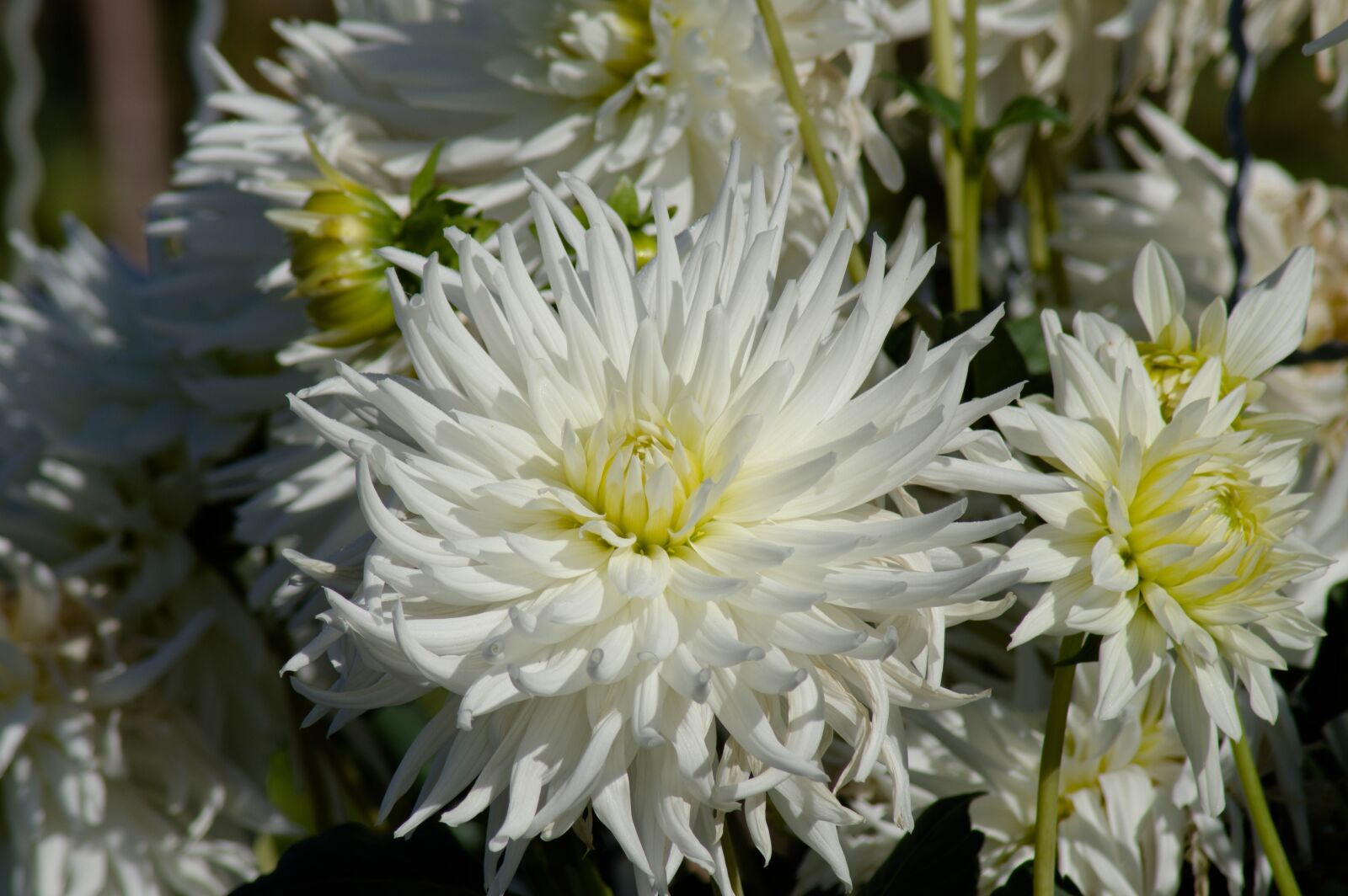 Pentax KP sample photo. Flower, dahlias, garden photography