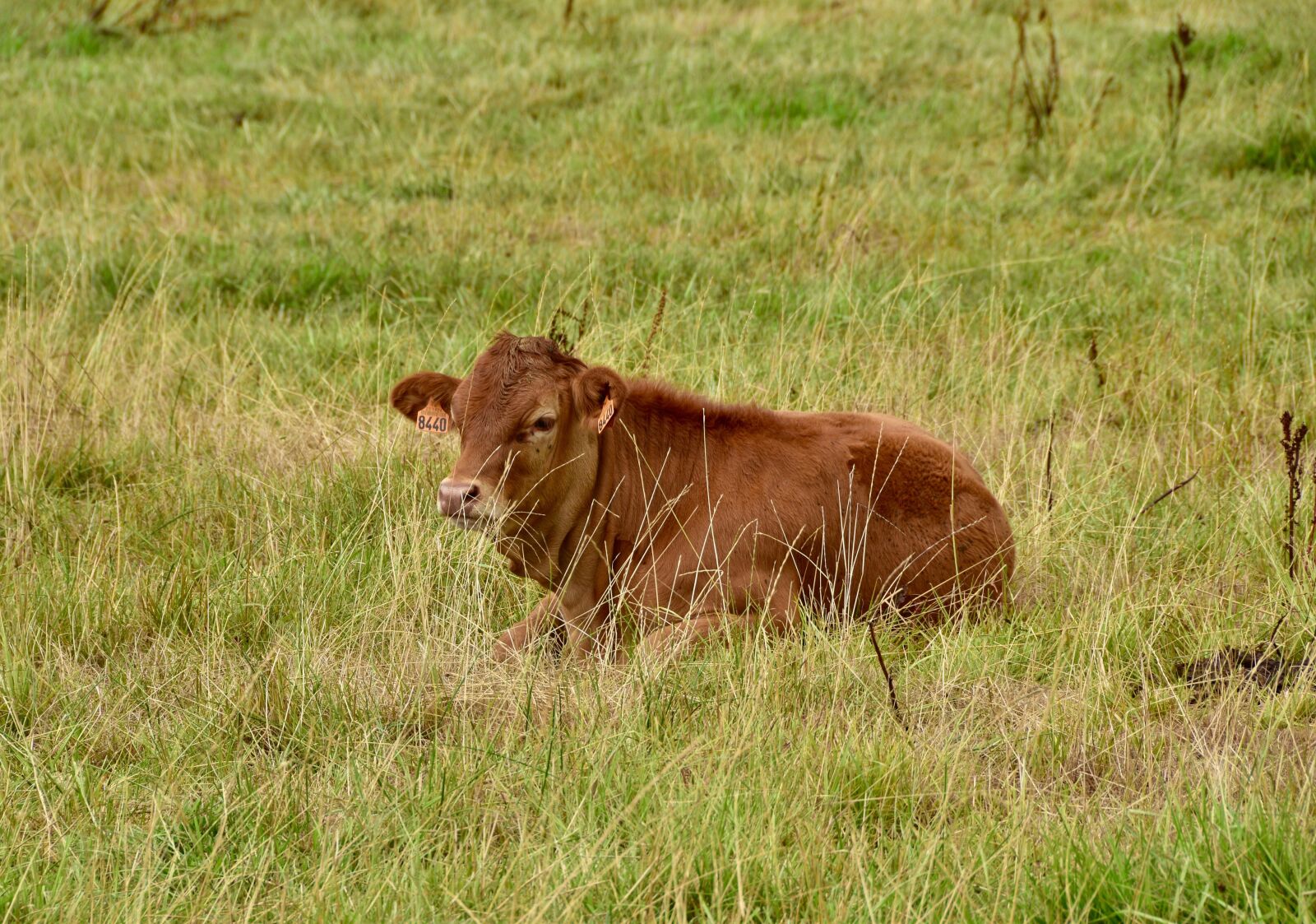 Nikon D5600 sample photo. Calf, cattle, limousin photography