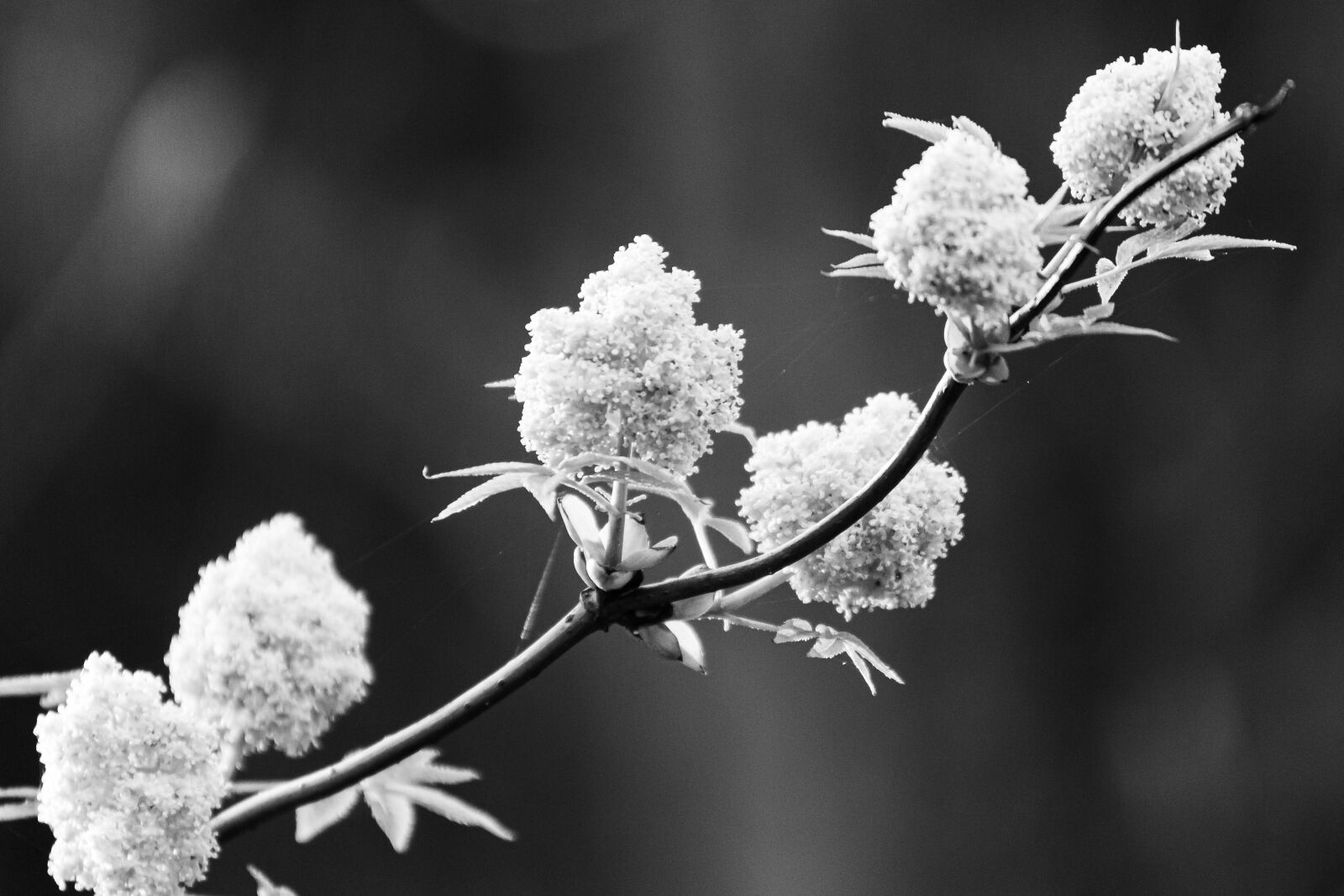 Canon EOS 70D sample photo. Plant, blossom, bloom photography