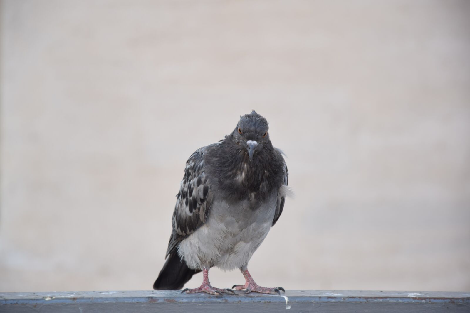 Nikon D3300 sample photo. Pigeon, bird, animal photography