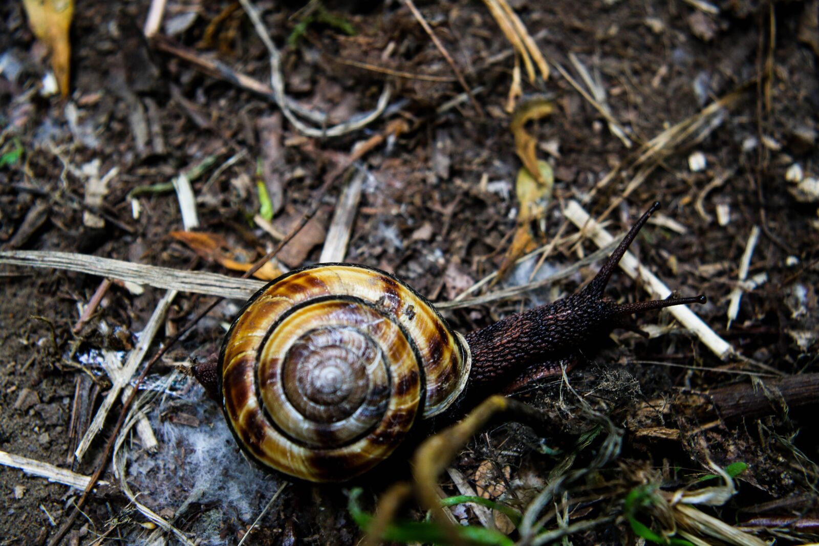 Canon EOS 7D Mark II sample photo. Snail, nature, shell photography