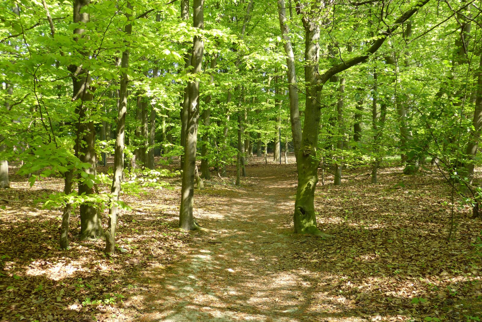 Panasonic Lumix DMC-FZ150 sample photo. Forest, hiking, north rhine-westphalia photography