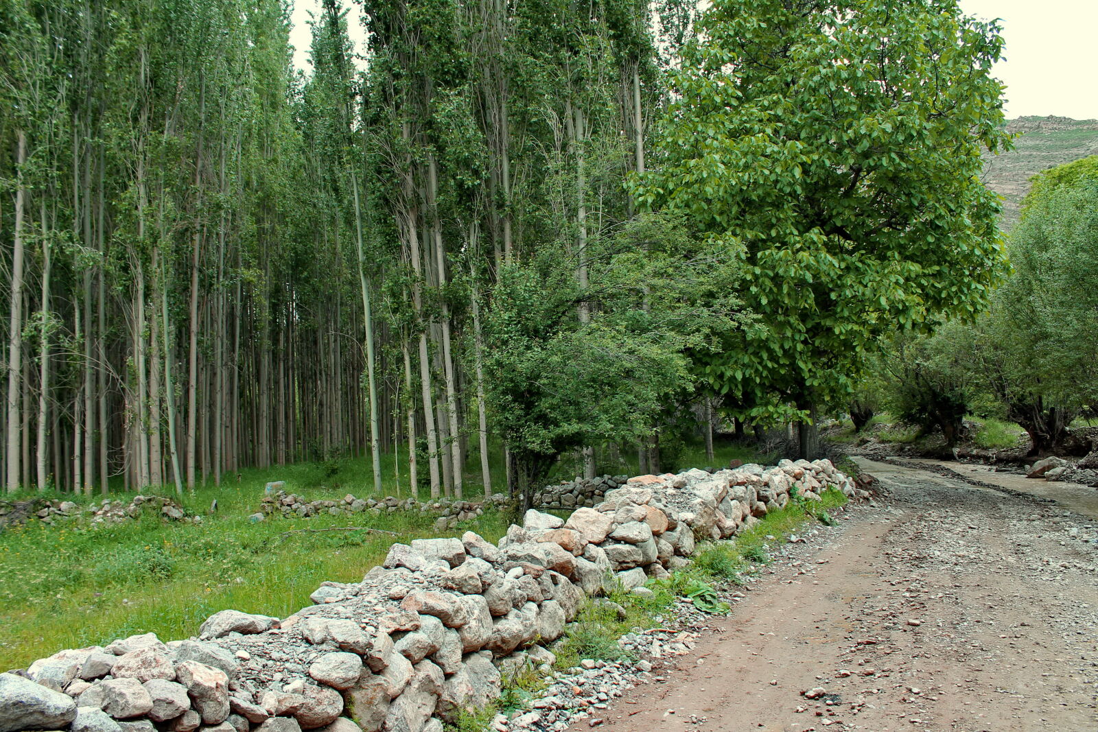 Canon EOS 1100D (EOS Rebel T3 / EOS Kiss X50) sample photo. By, way, nature photography