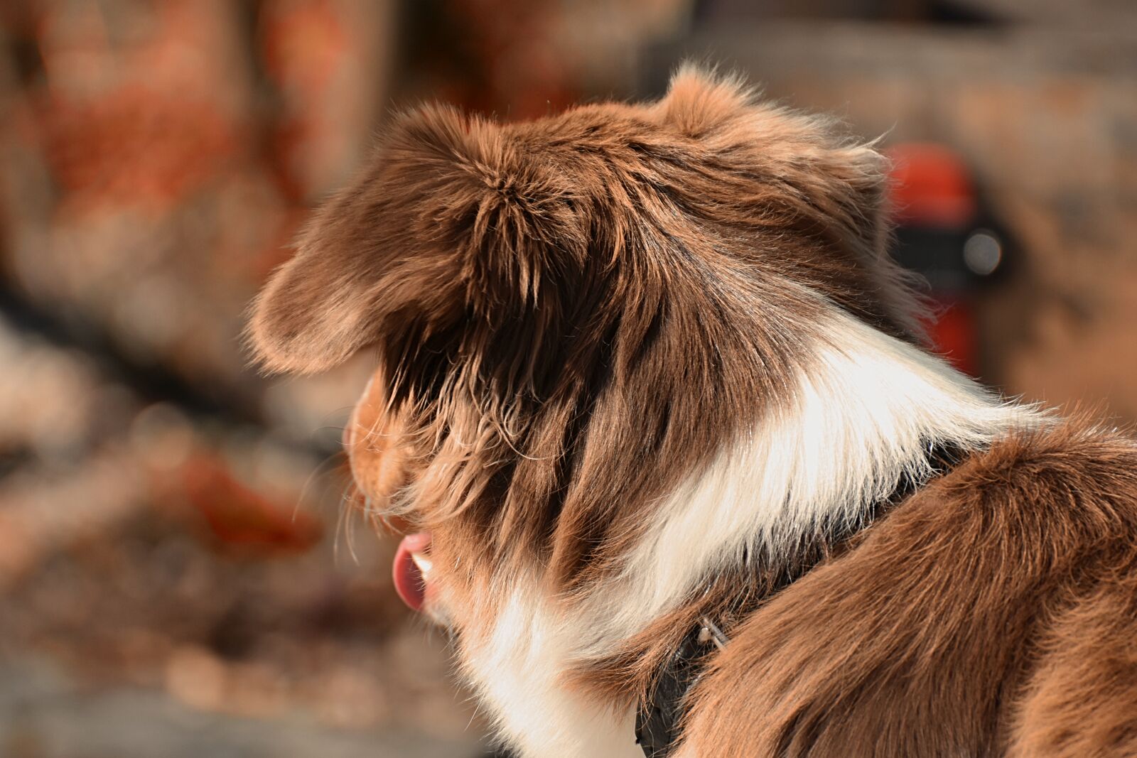 Nikon D7200 sample photo. Dog, pet, fur photography