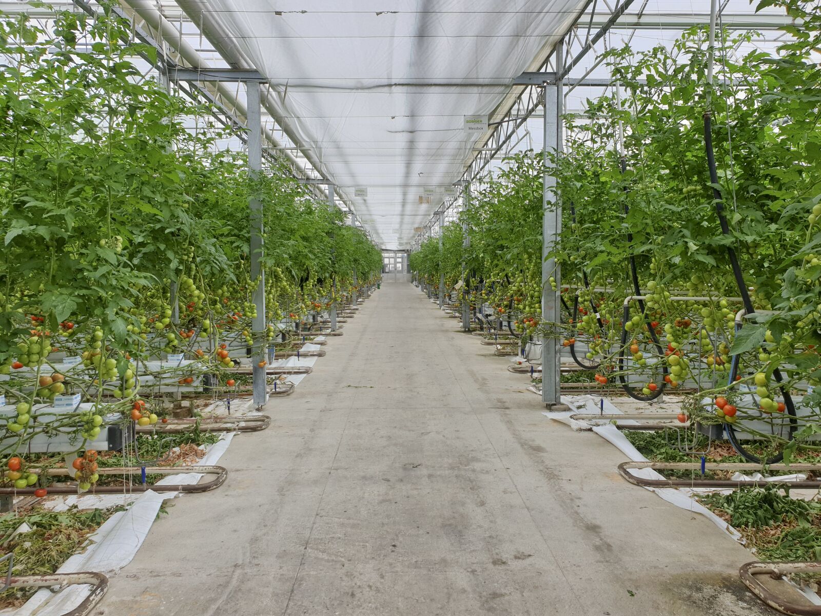 Samsung Galaxy S9 sample photo. Greenhouse, tomatoes, hors-sol photography