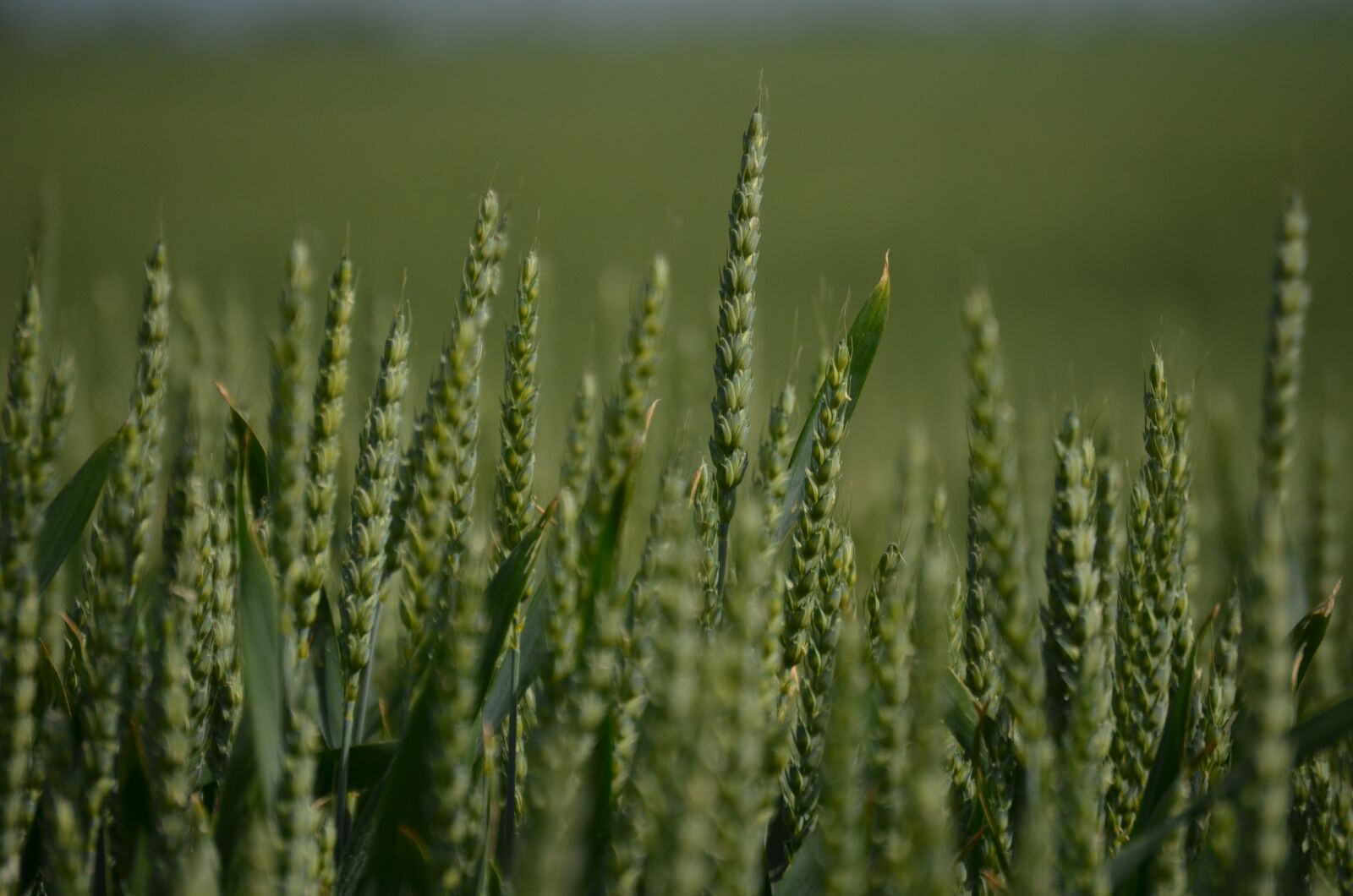 Nikon D5100 sample photo. Field, wheat, grass photography