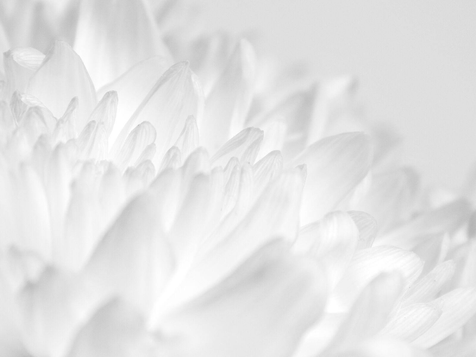 Nikon Coolpix L820 sample photo. White, flower, petals photography