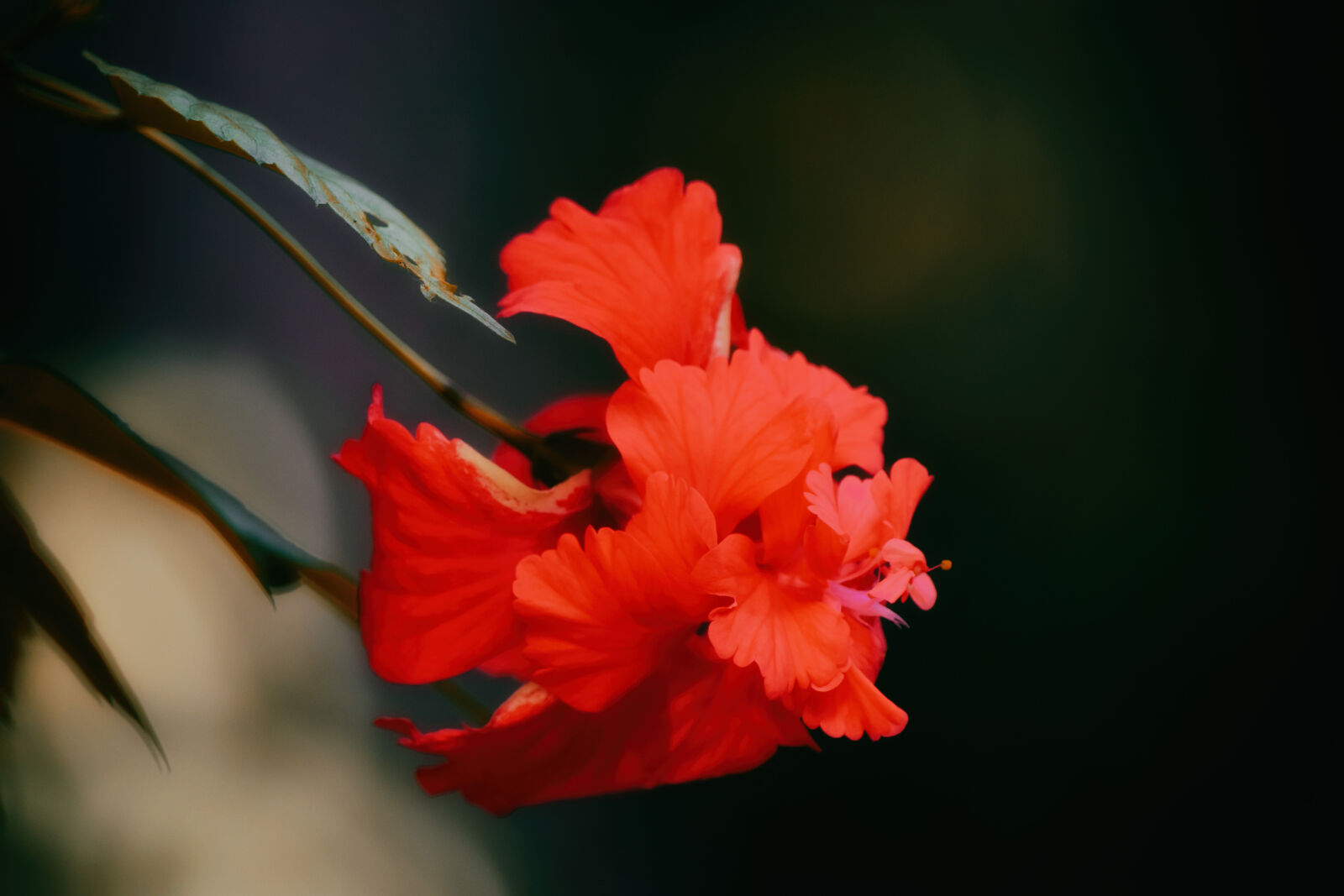 Nikon D5300 sample photo. Flower, wallpaper, hibiscus photography
