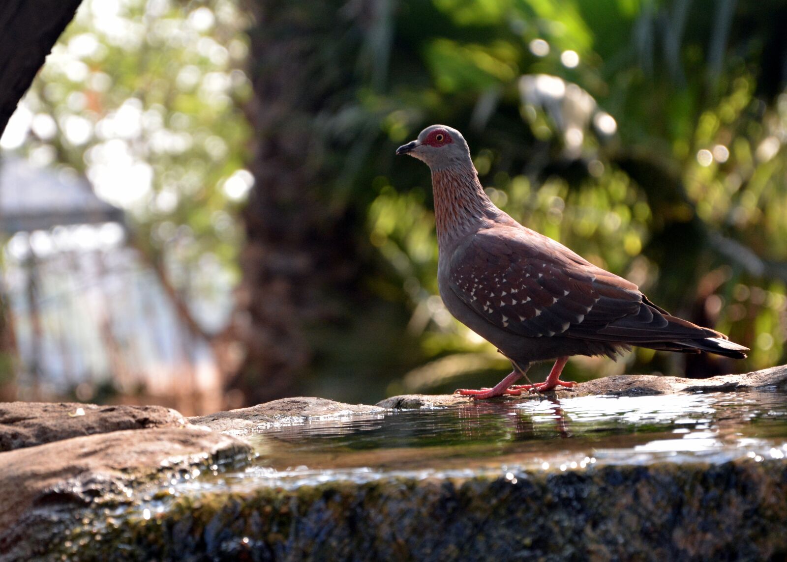 Nikon D5200 sample photo. Pigeon, bird, garden photography