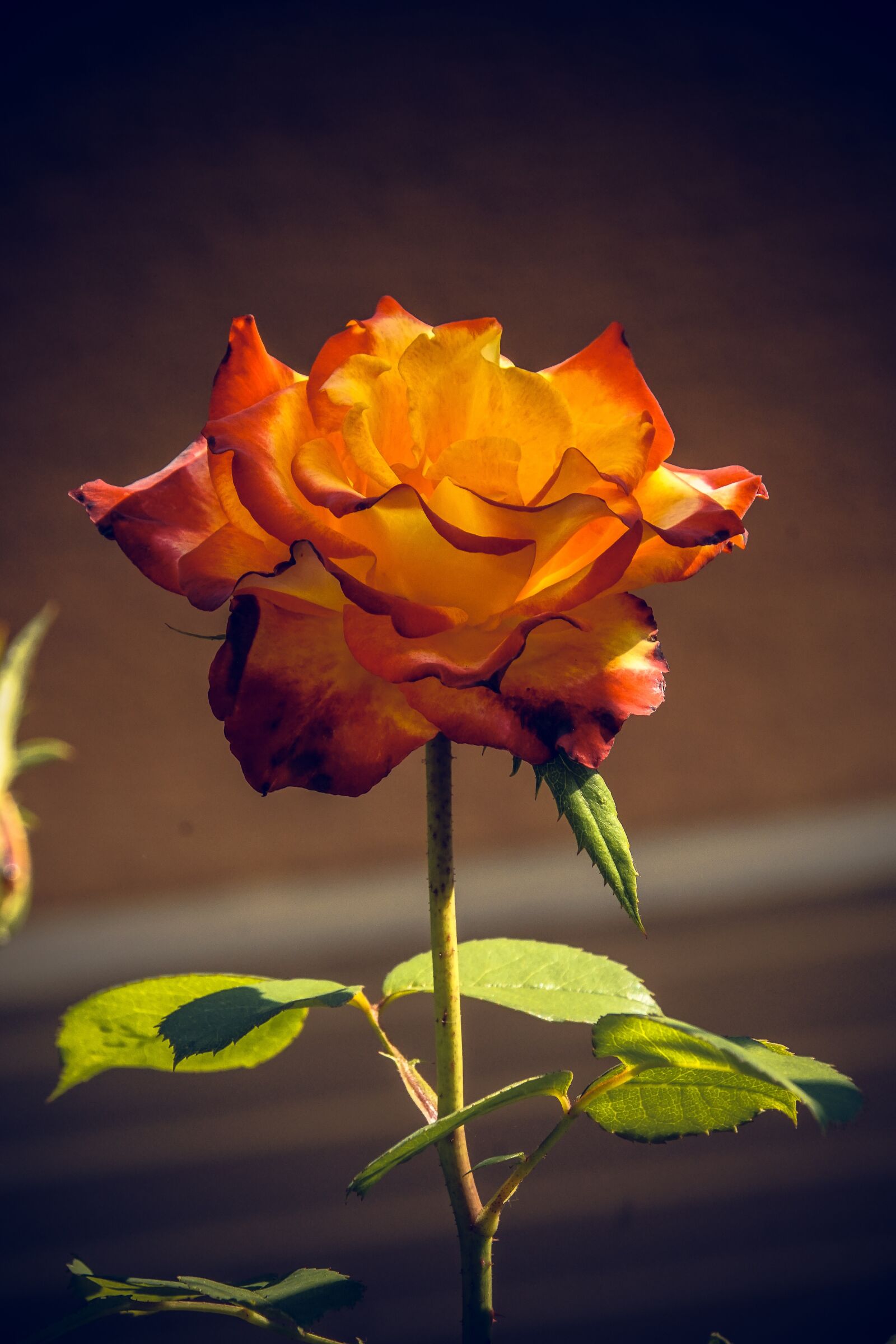 Sony ILCA-77M2 sample photo. Rose, blossom, bloom photography