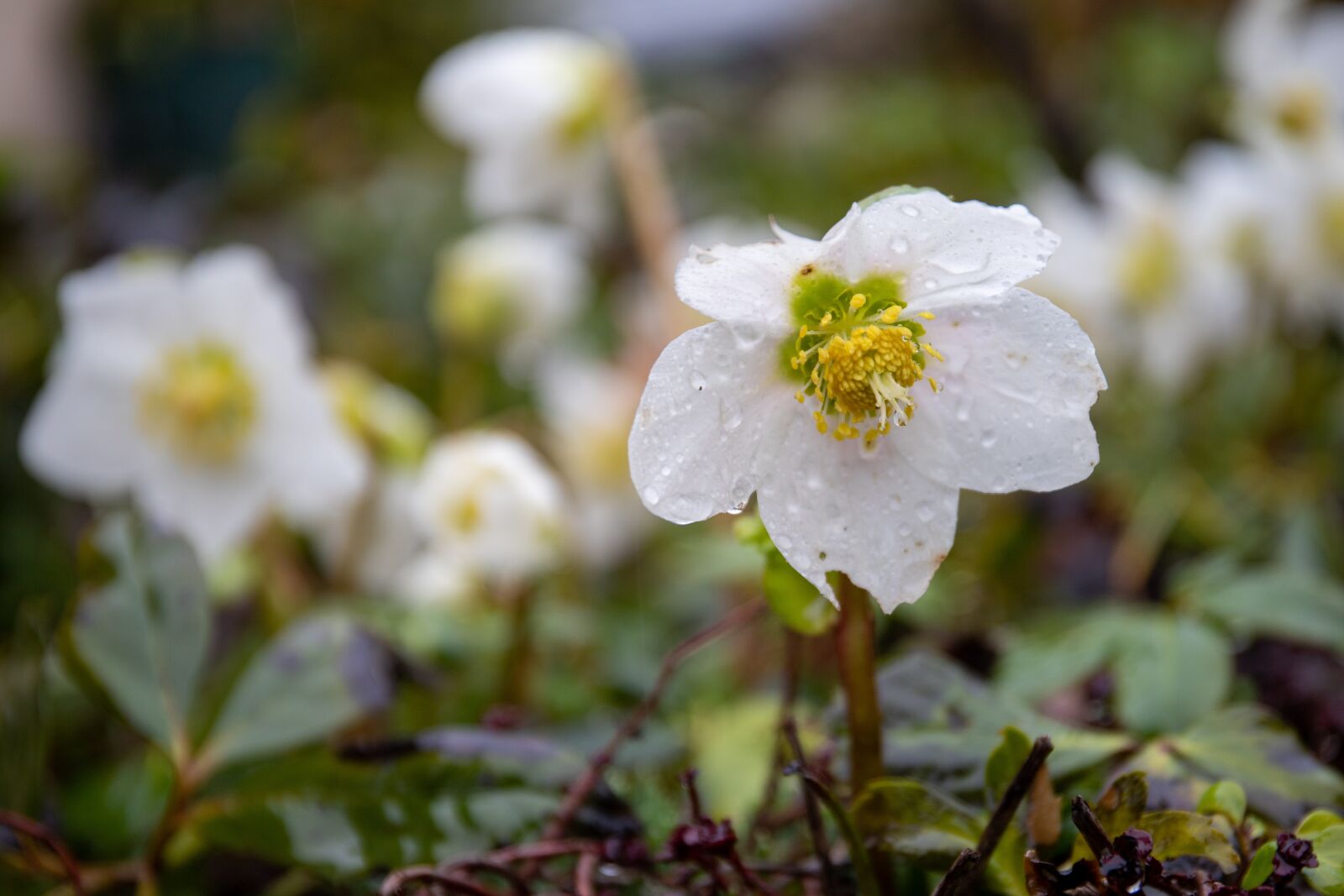 Canon EOS 6D Mark II + Canon EF 24-70mm F4L IS USM sample photo. Hellebore, white, winter photography