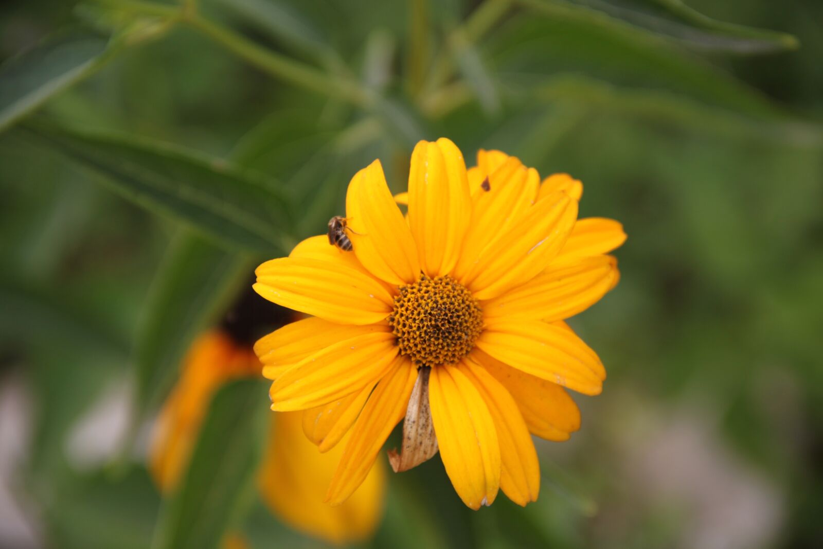 Canon EOS 500D (EOS Rebel T1i / EOS Kiss X3) sample photo. Flower, summer, sun photography