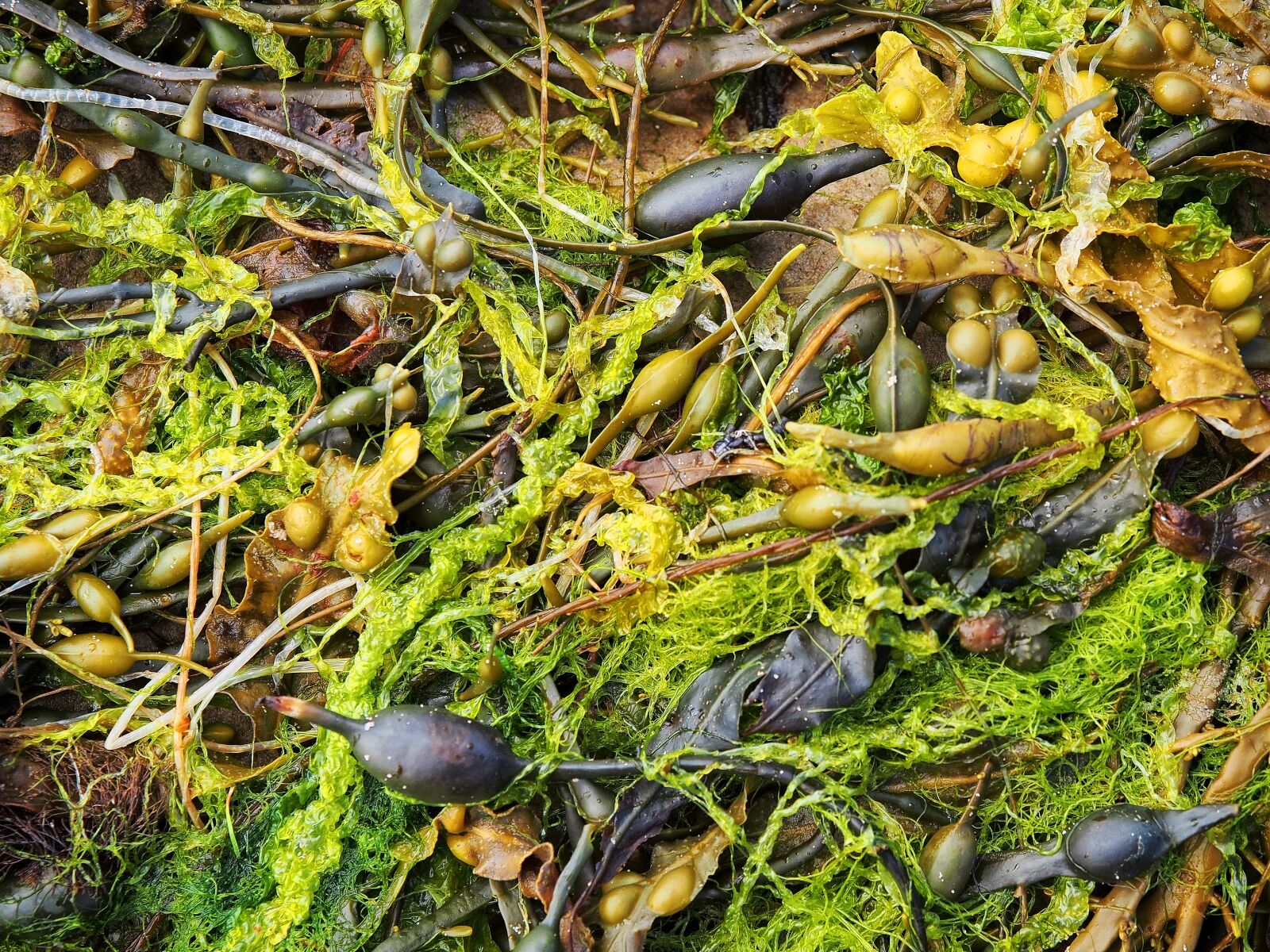 Olympus OM-D E-M5 + Olympus M.Zuiko Digital ED 12-40mm F2.8 Pro sample photo. Seaweed, sea, weed photography