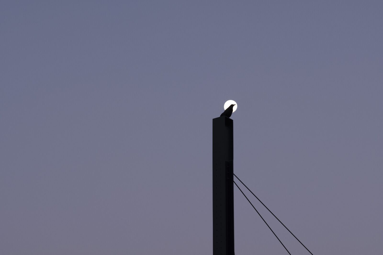 Fujifilm X-E3 sample photo. Full moon, raven, pylon photography