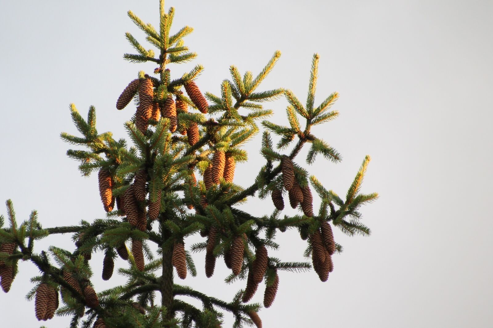 Canon EOS 1100D (EOS Rebel T3 / EOS Kiss X50) sample photo. Cone, pine, setting sun photography