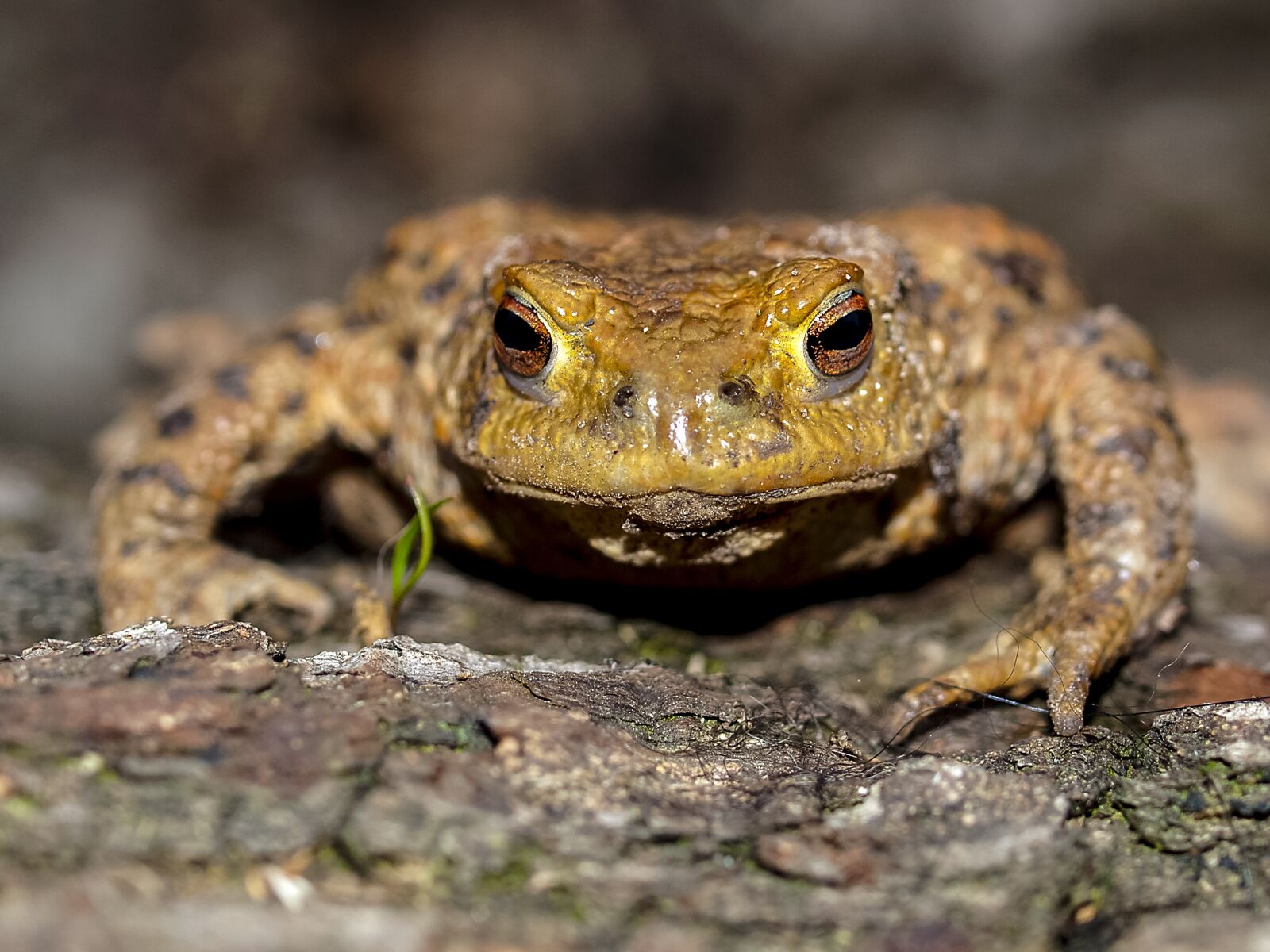 Olympus E-520 (EVOLT E-520) + OLYMPUS 35mm Lens sample photo. Common toad, toad, amphibians photography