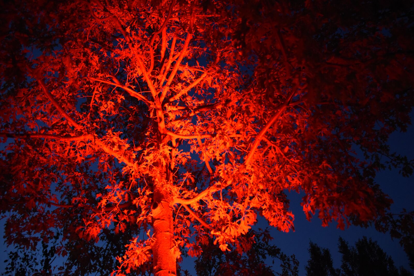 Nikon D5600 sample photo. Tree, red, light photography