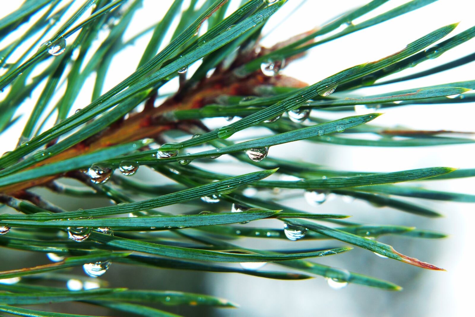 Panasonic Lumix DMC-FZ200 sample photo. Spruce, tree, needles photography