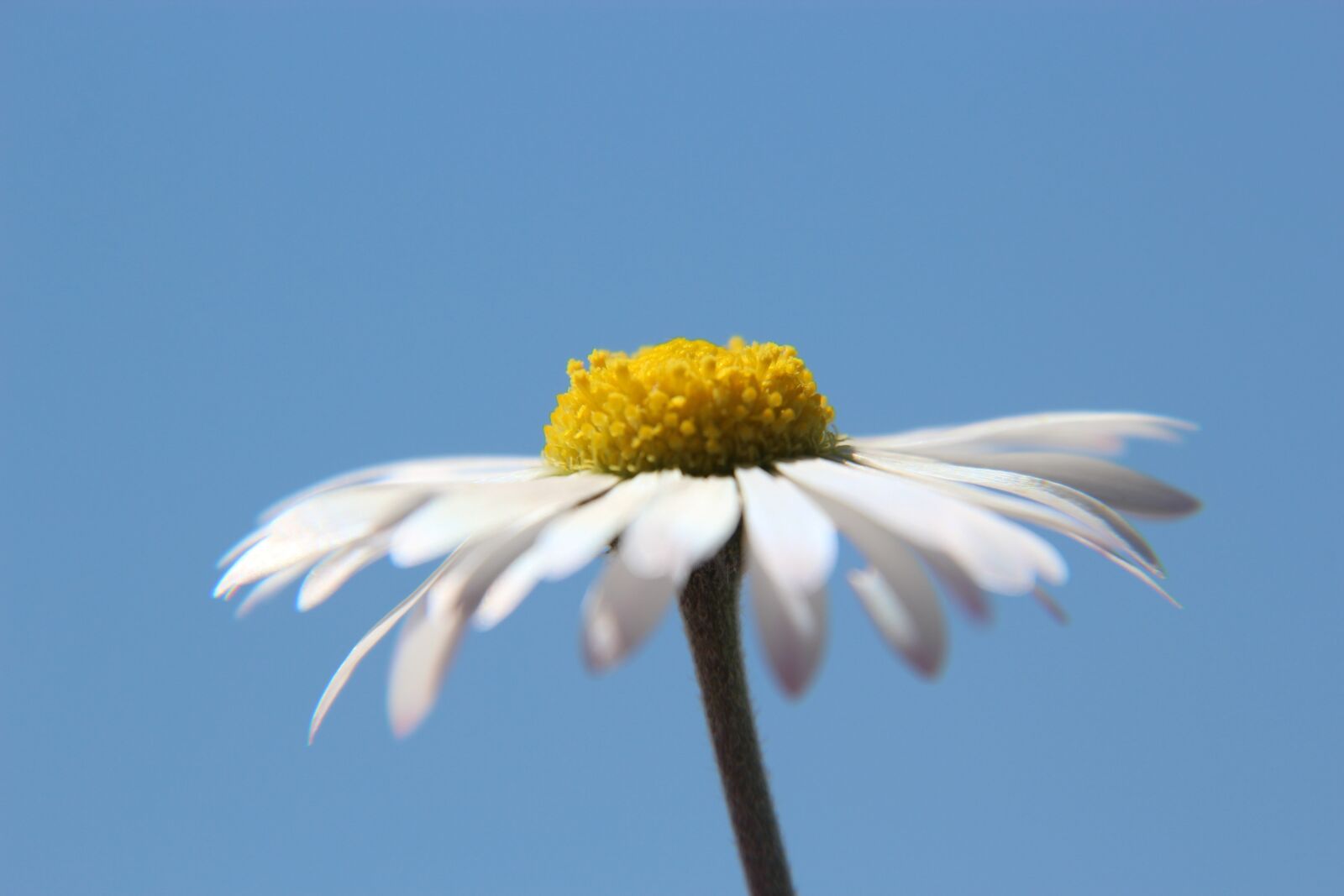 Canon EOS 1200D (EOS Rebel T5 / EOS Kiss X70 / EOS Hi) sample photo. Daisy, sky, flower photography