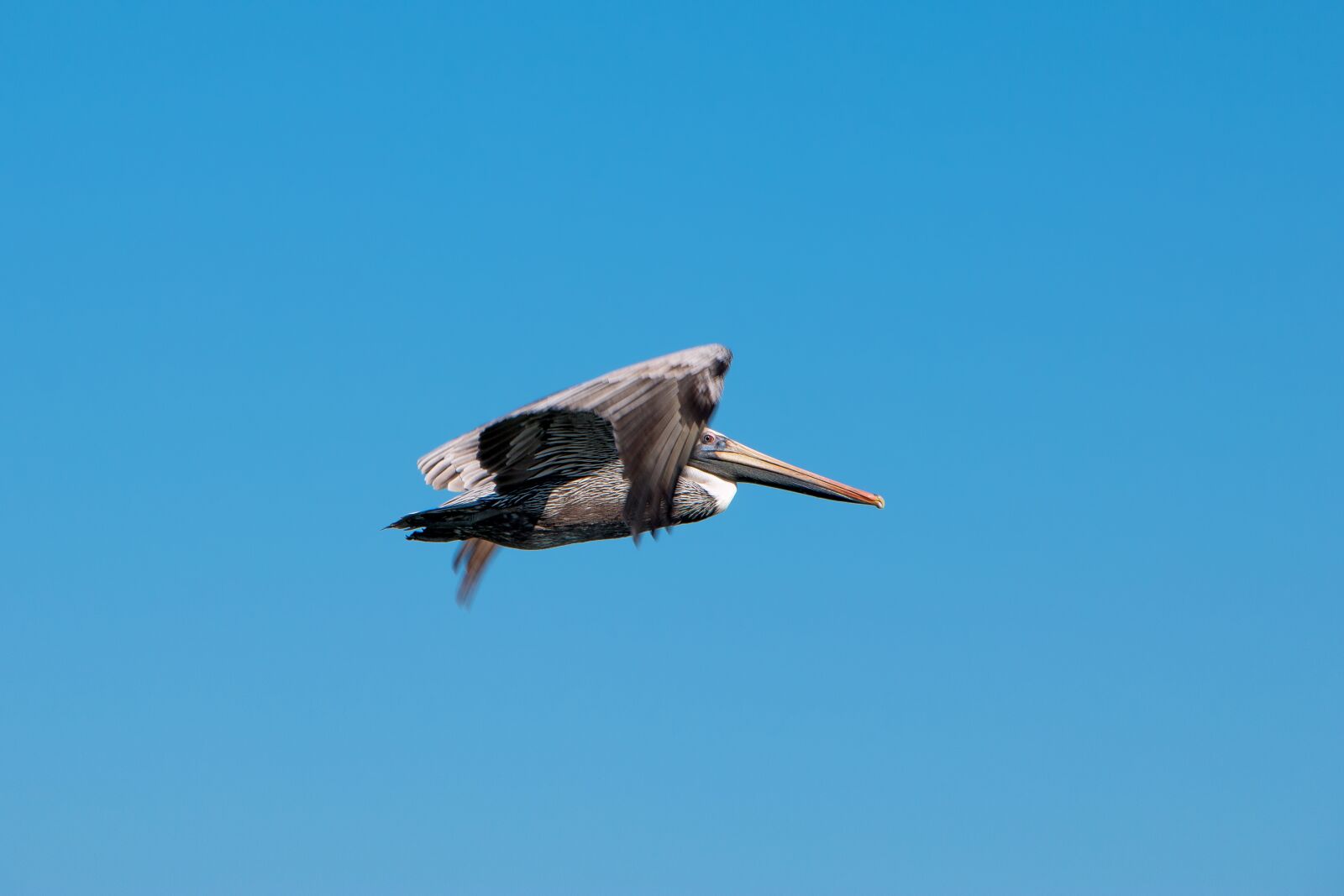 Canon EOS 70D sample photo. Pelican, sky, nature photography