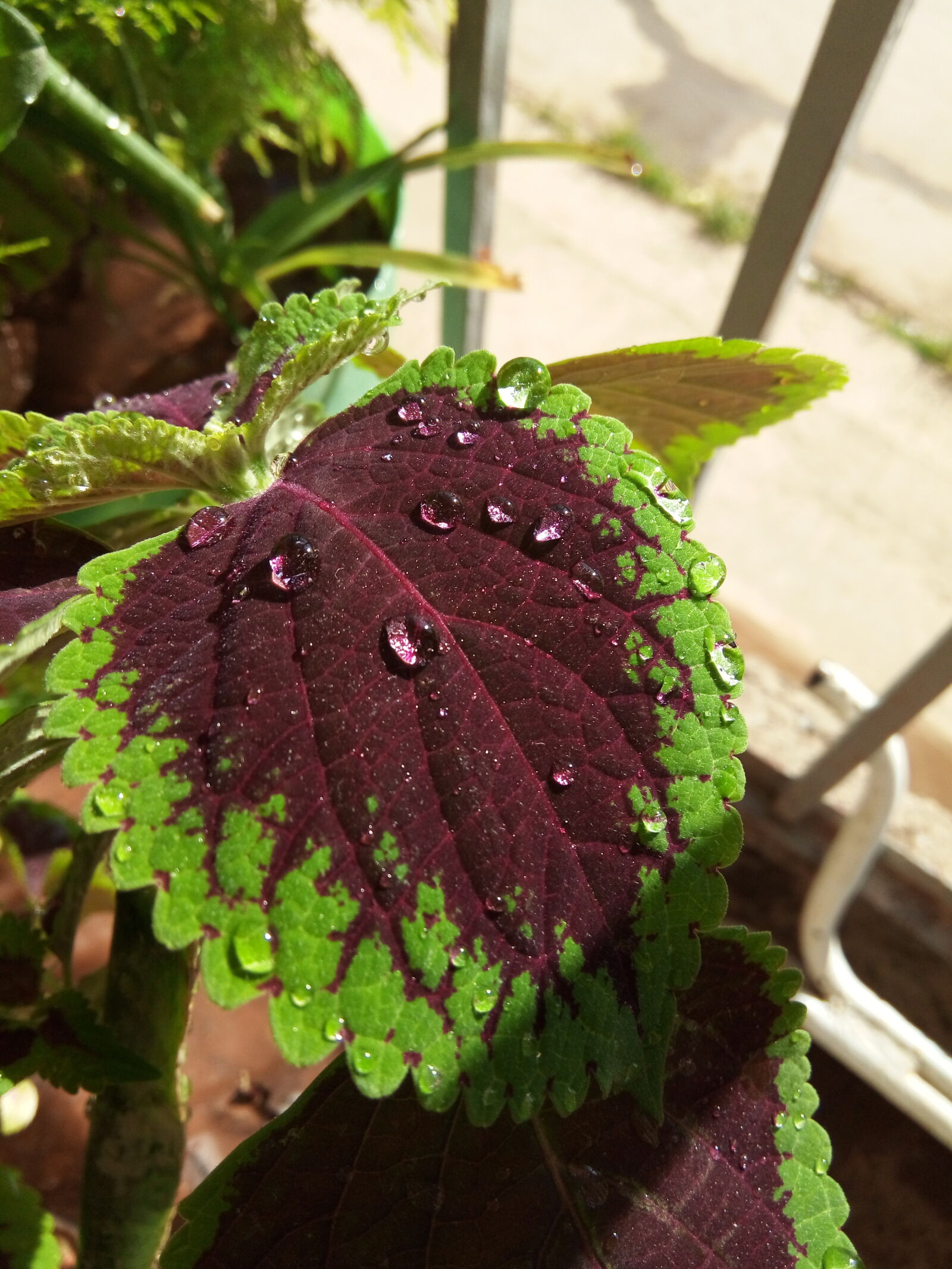condor Plume P6 Pro LTE sample photo