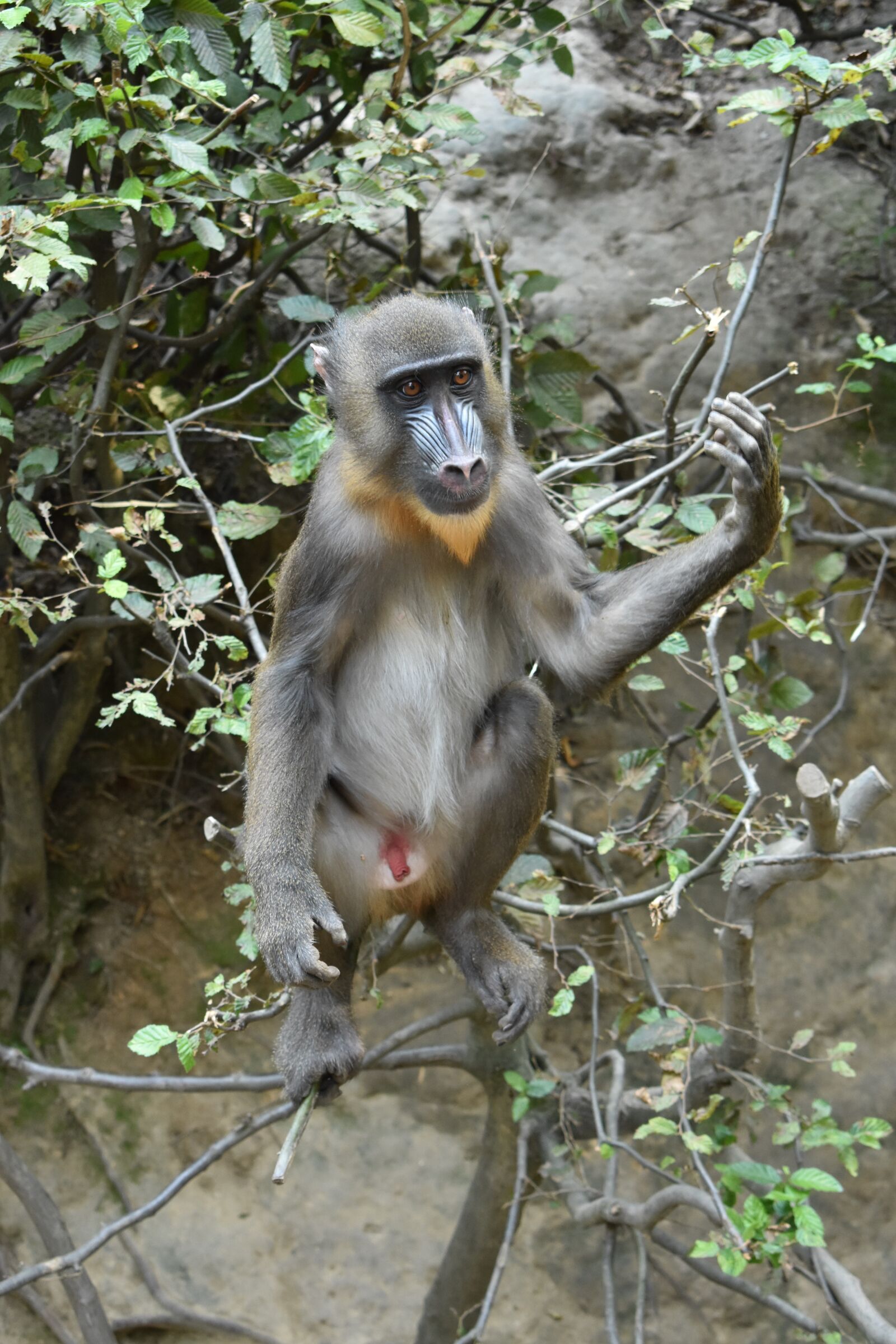 Nikon D3400 sample photo. Monkey, the primacy of photography
