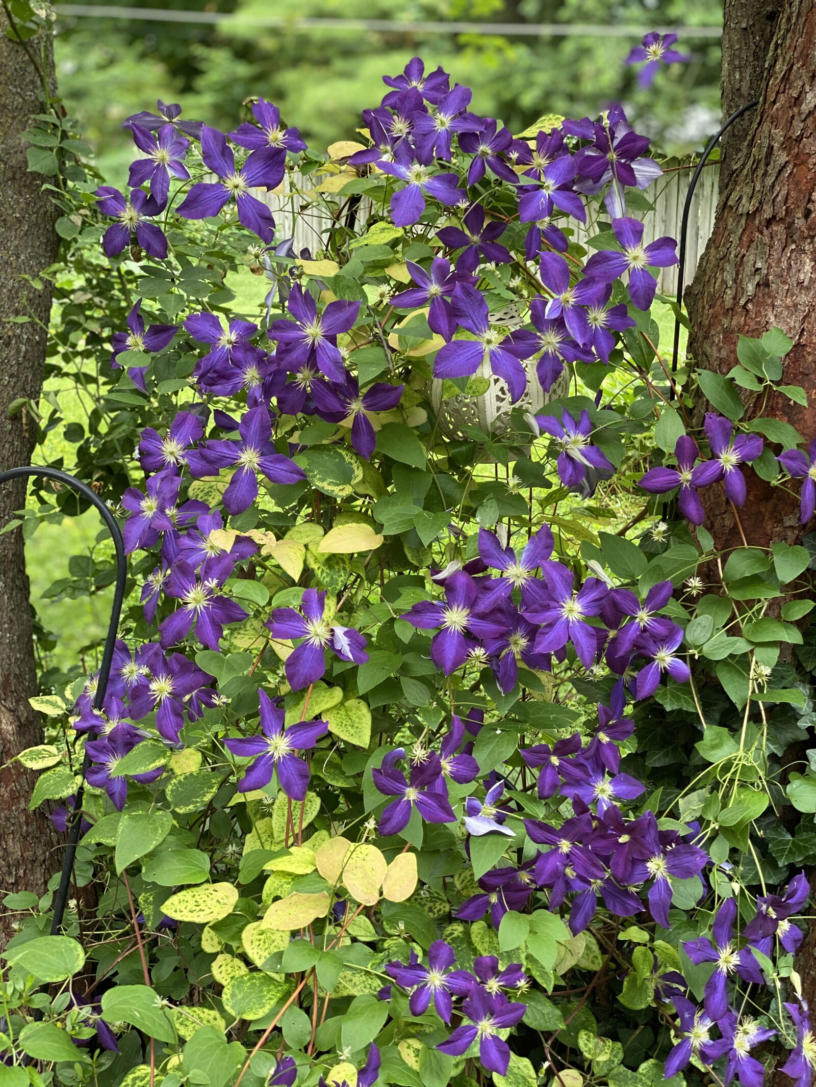 iPhone 11 Pro back dual camera 6mm f/2 sample photo. Purple, flowers, vine photography