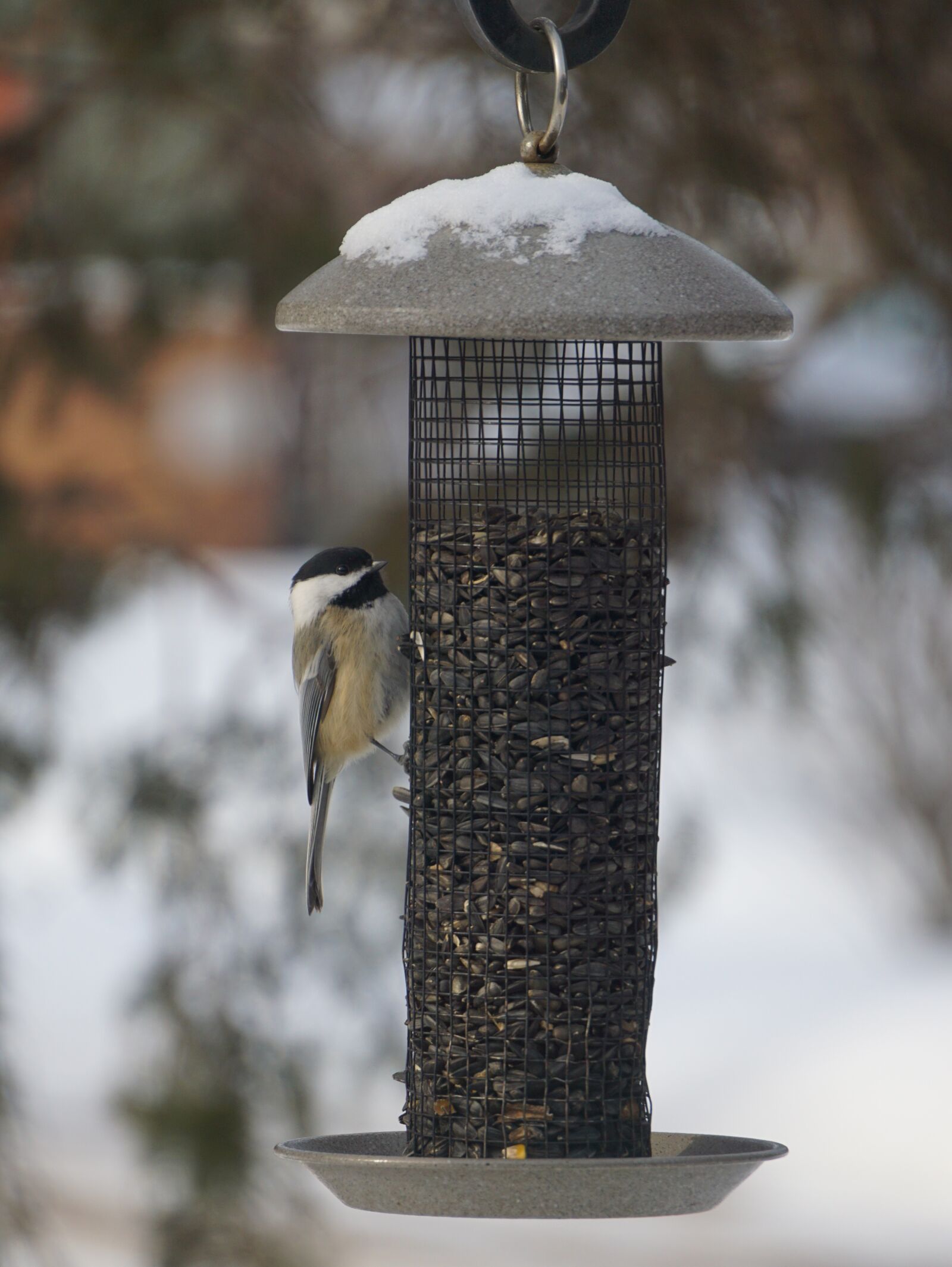 Sony E 55-210mm F4.5-6.3 OSS sample photo. Bird, chickadee, wildlife photography